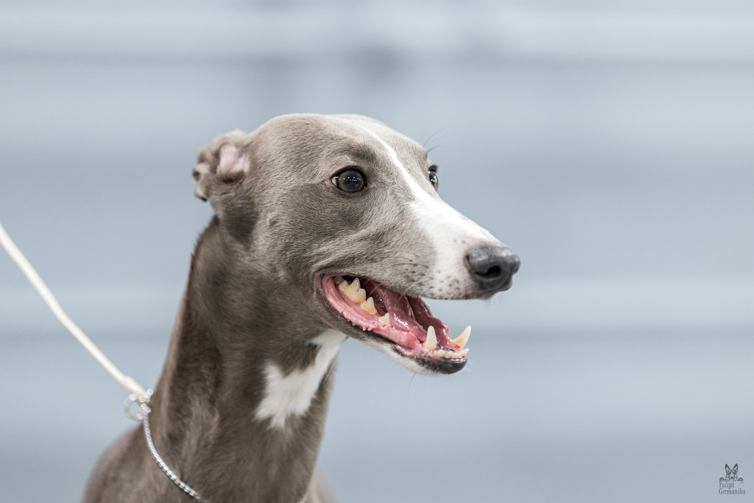 Сфера 5.03.2023. Фотограф-анималист Юлия Германика