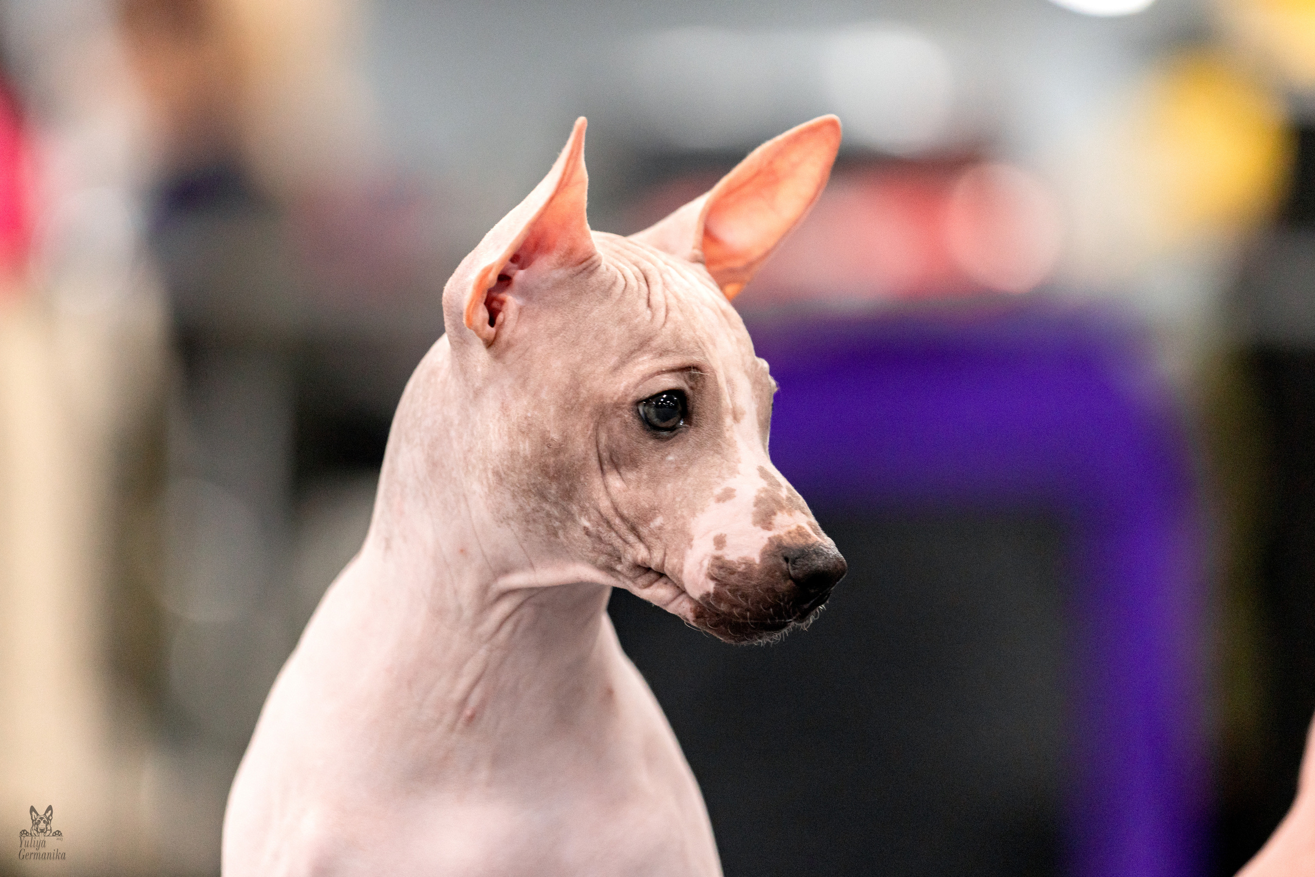 Сфера 5.03.2023. Фотограф-анималист Юлия Германика