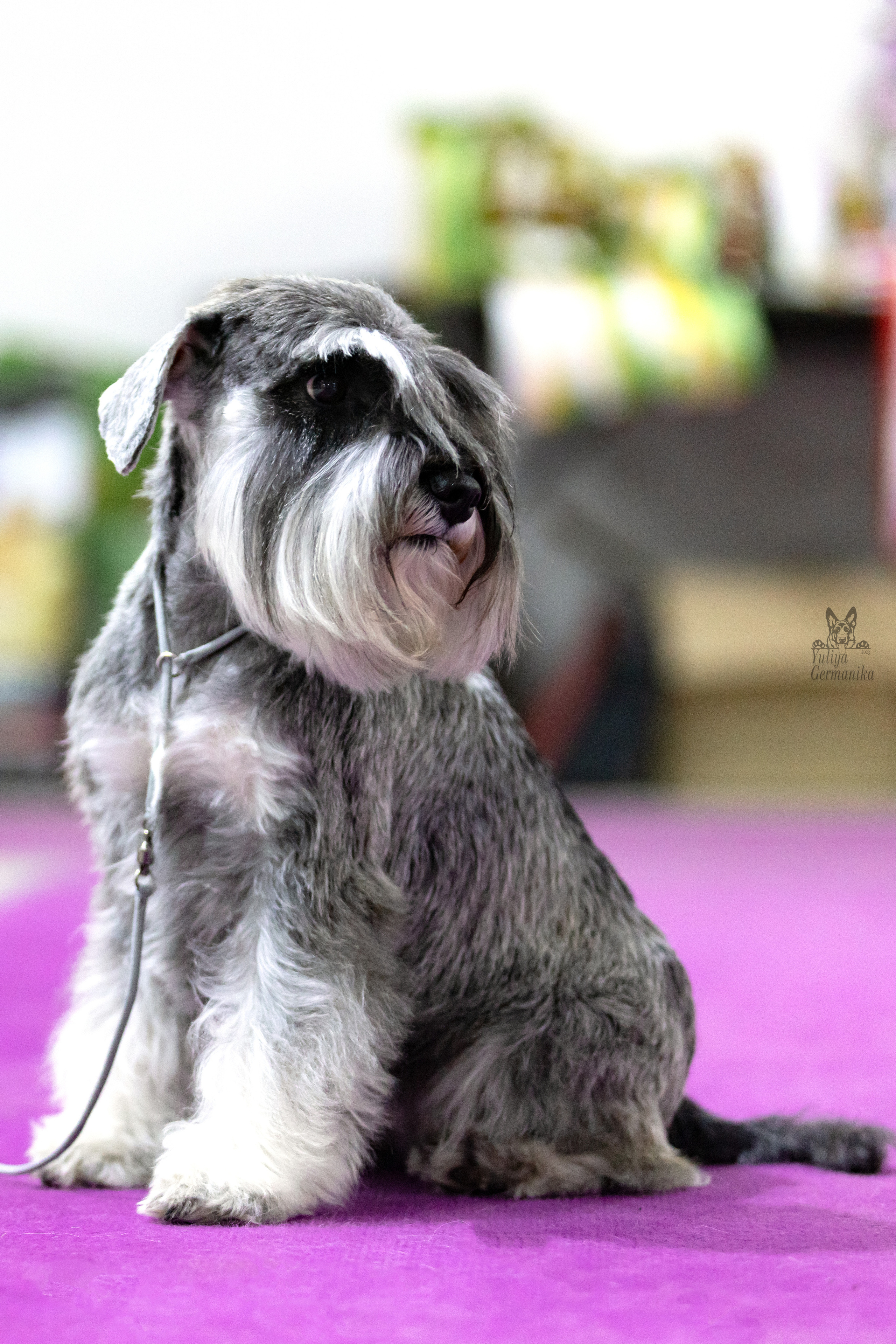 Чайна-Таун 4-5.02.2023. Фотограф-анималист Юлия Германика