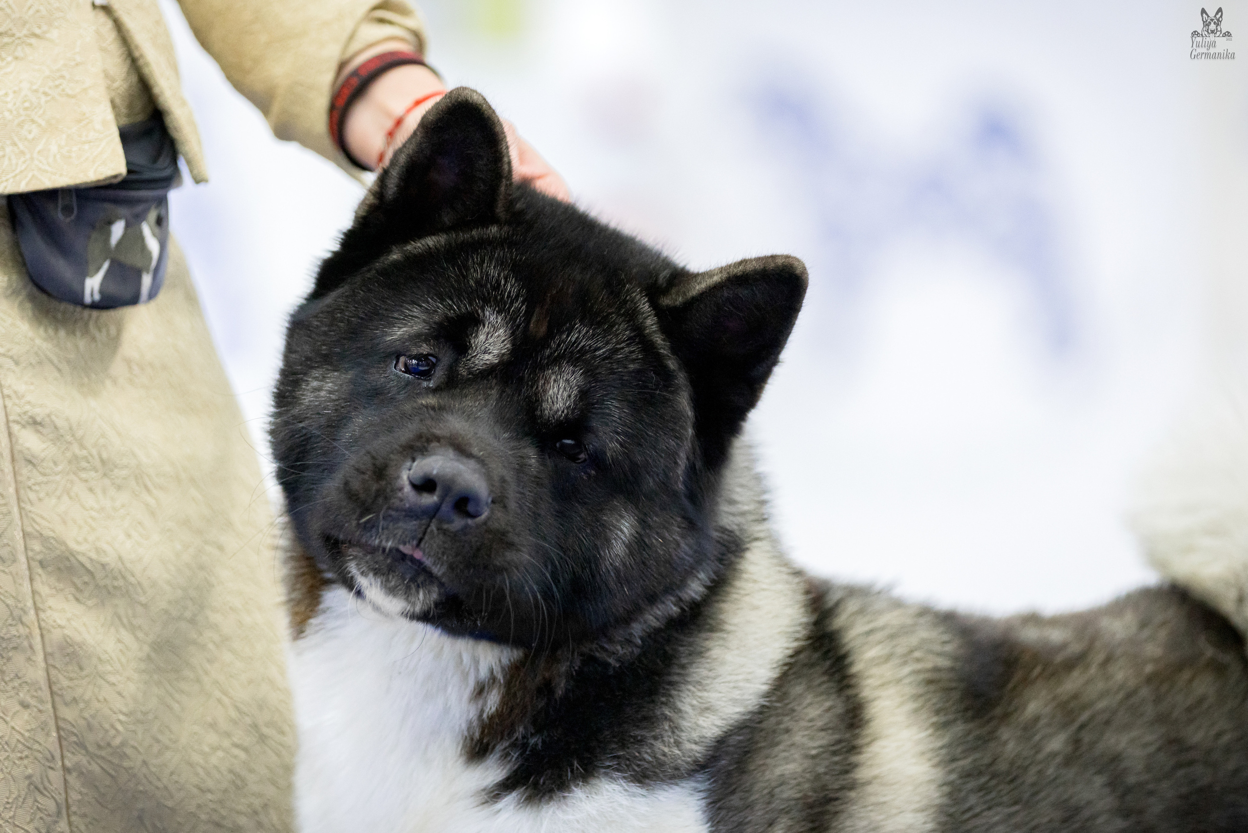 Чайна-Таун 24-25.12.2022. Фотограф-анималист Юлия Германика
