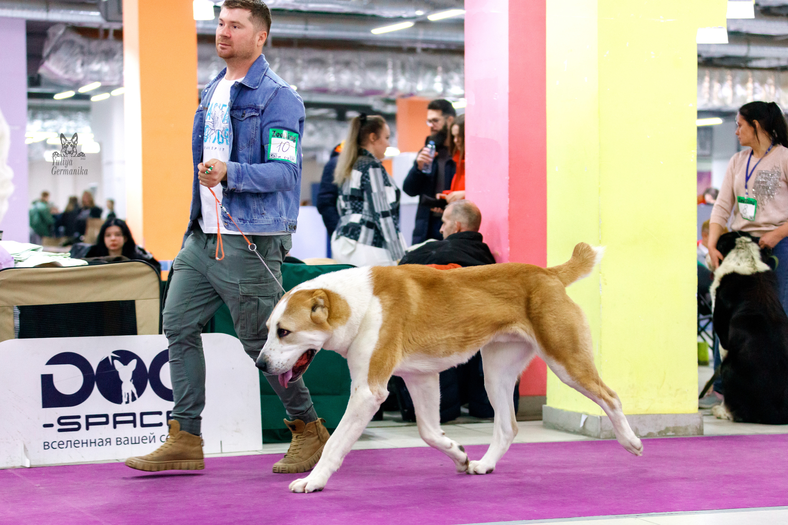 Чайна-Таун 3 и 10.12.2022. Фотограф-анималист Юлия Германика