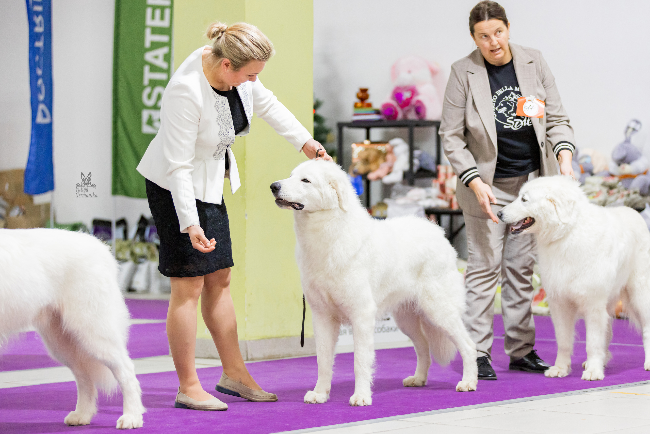 Чайна-Таун 24-25.12.2022. Фотограф-анималист Юлия Германика