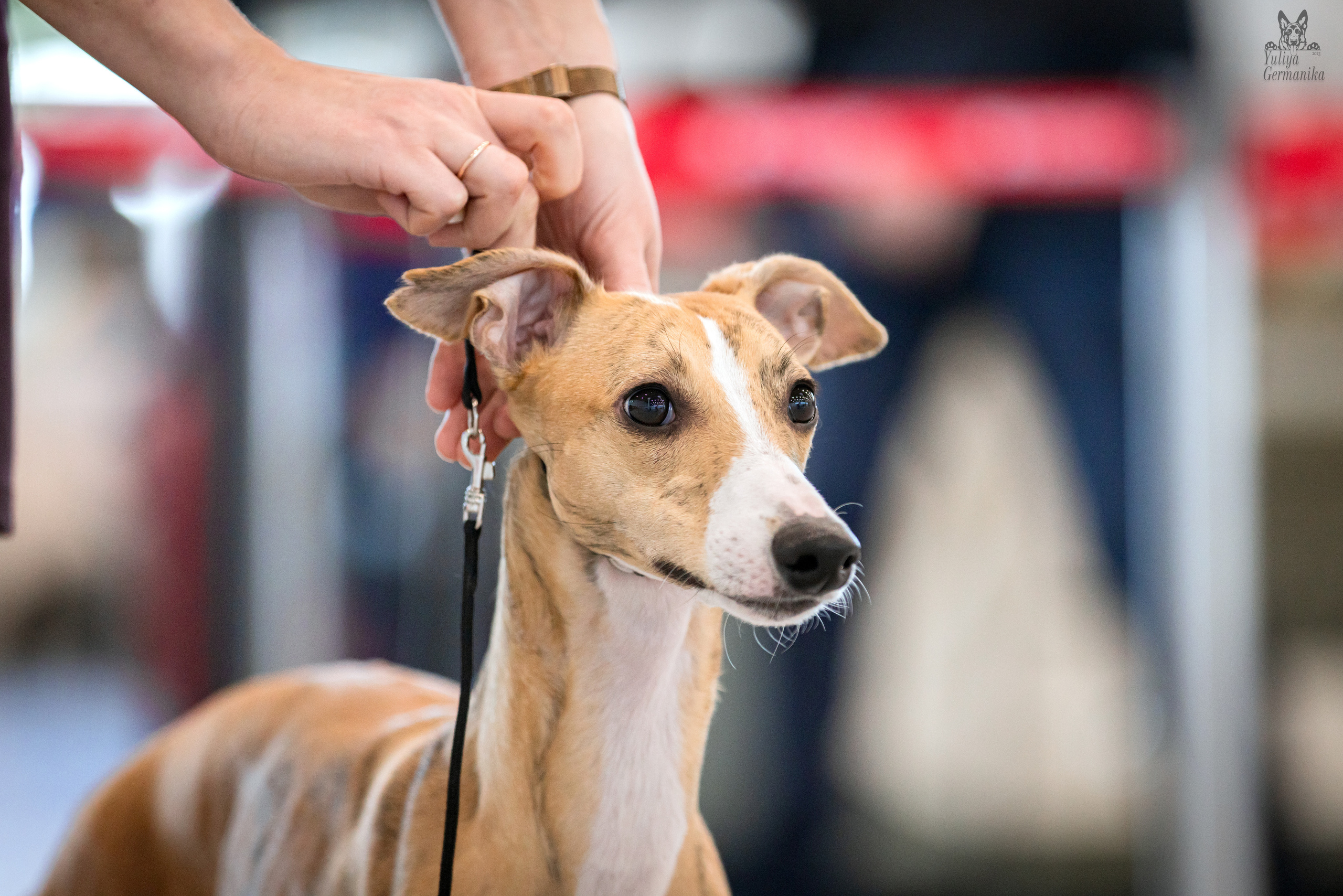 Казань 11.03.2023. Фотограф-анималист Юлия Германика