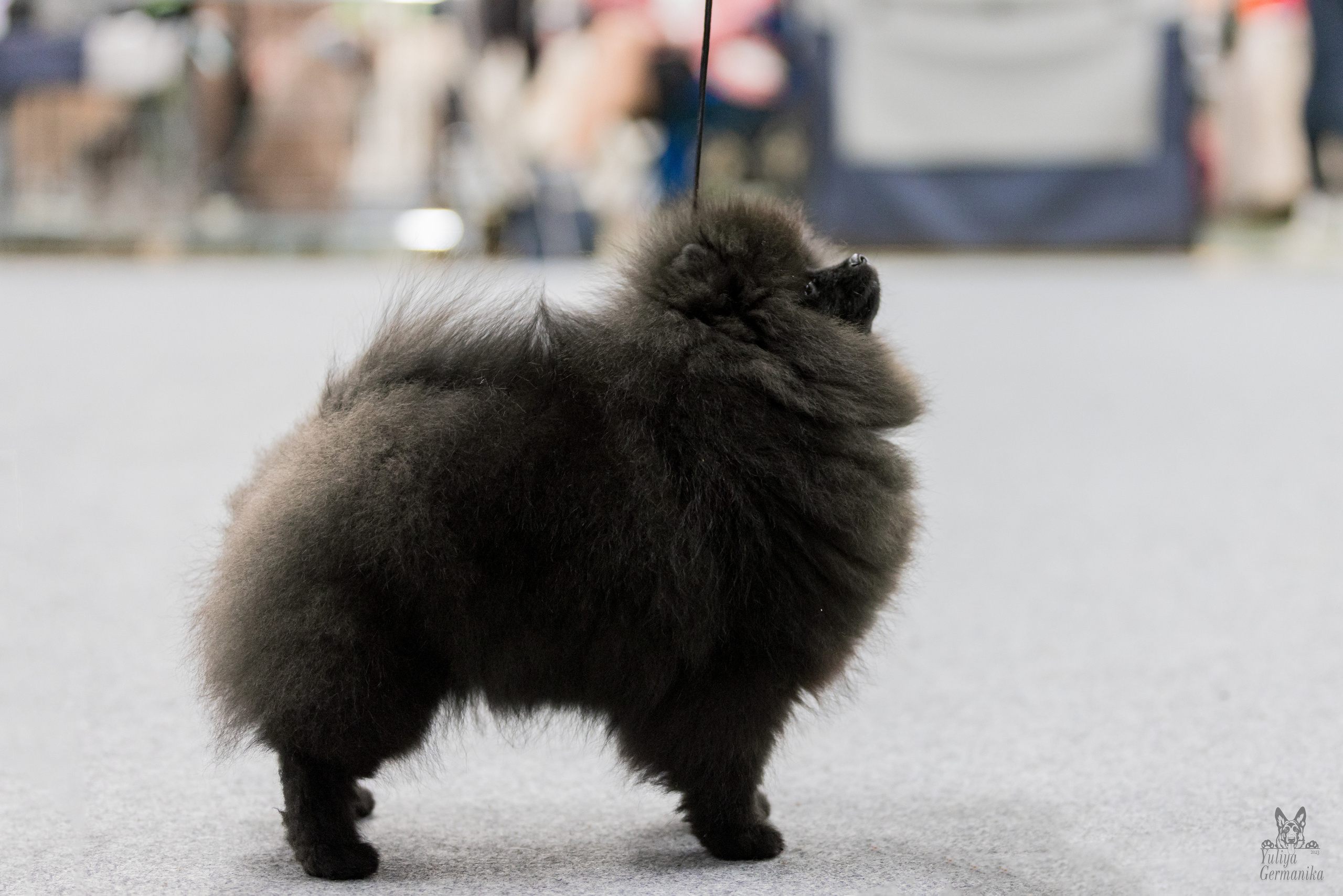 Сфера 5.03.2023. Фотограф-анималист Юлия Германика