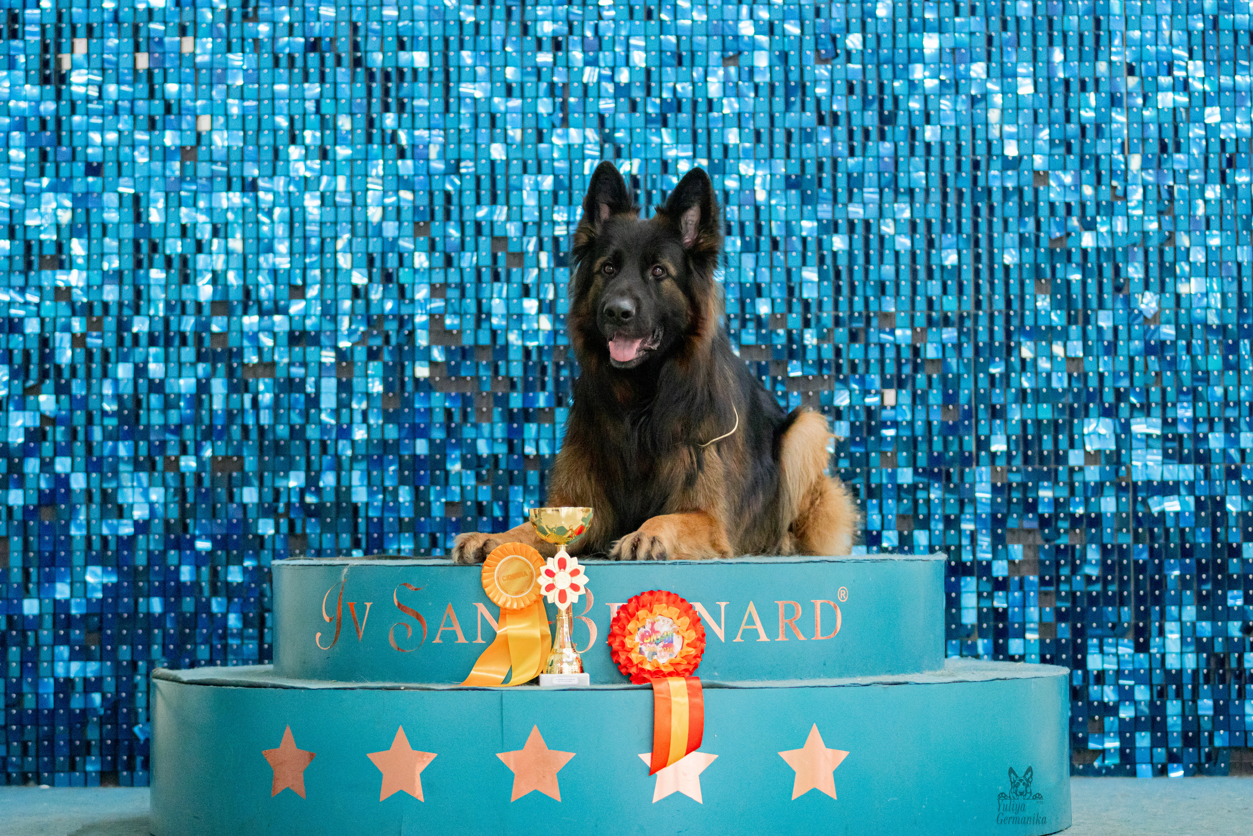 Чайна-Таун 15,21 и 22.01.2023. Фотограф-анималист Юлия Германика