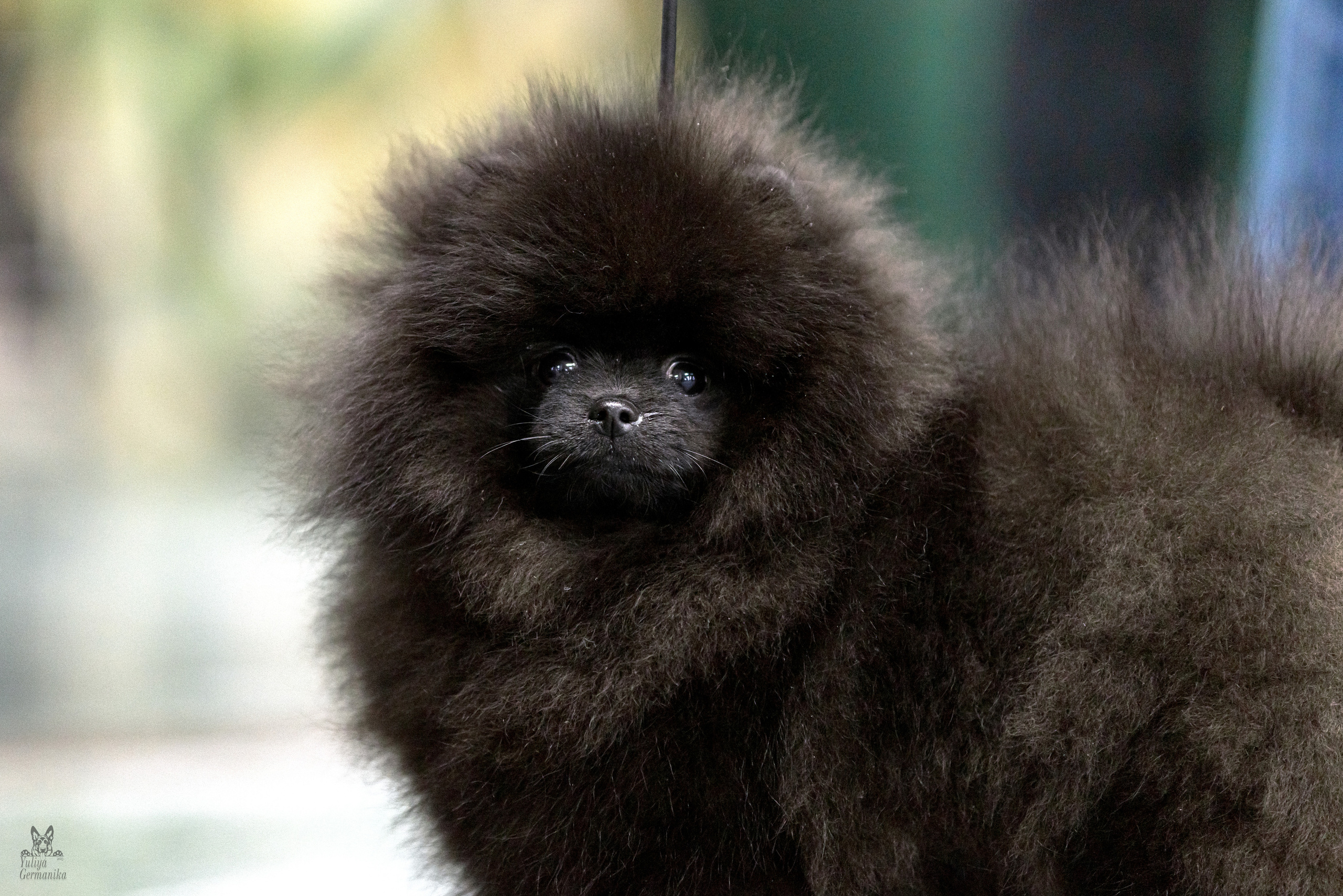 Сфера 5.03.2023. Фотограф-анималист Юлия Германика