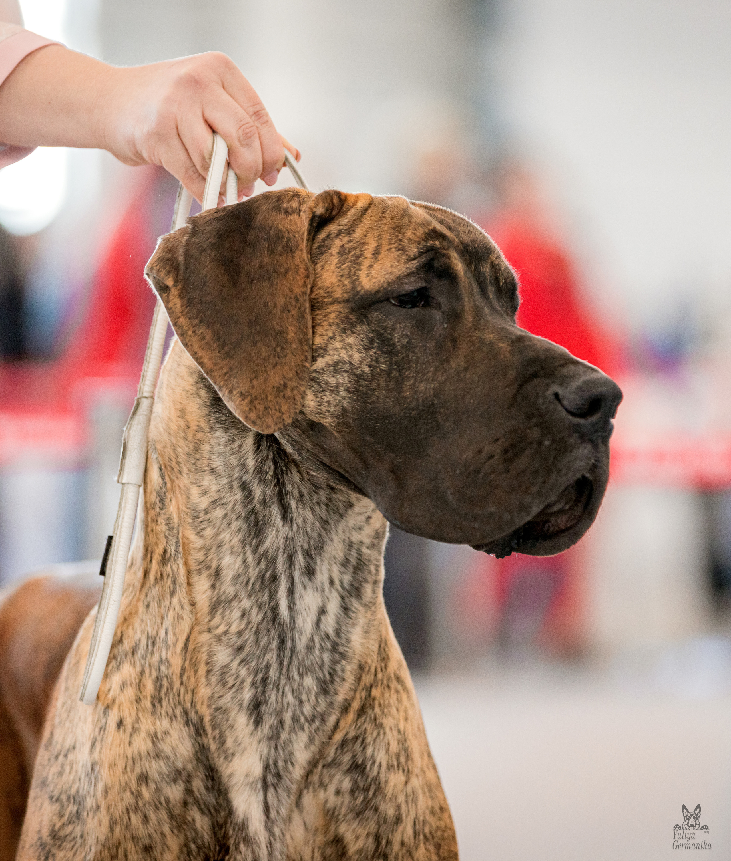 Казань 11.03.2023. Фотограф-анималист Юлия Германика