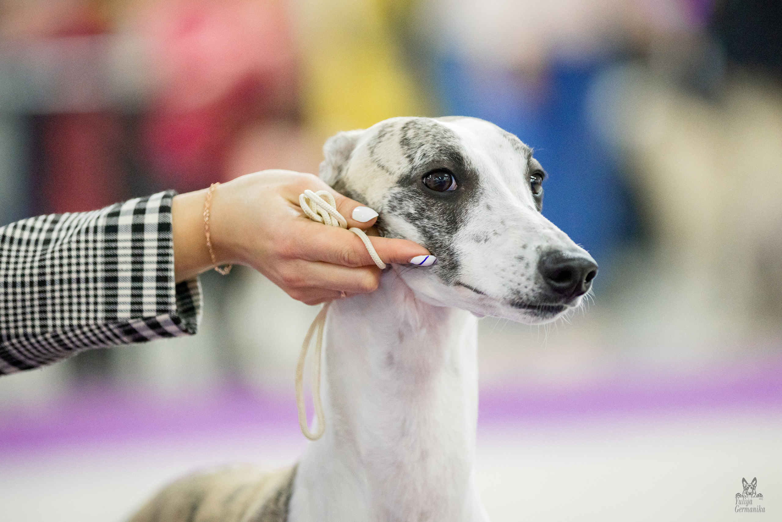 Чайна-Таун 5-8.01.2023. Фотограф-анималист Юлия Германика