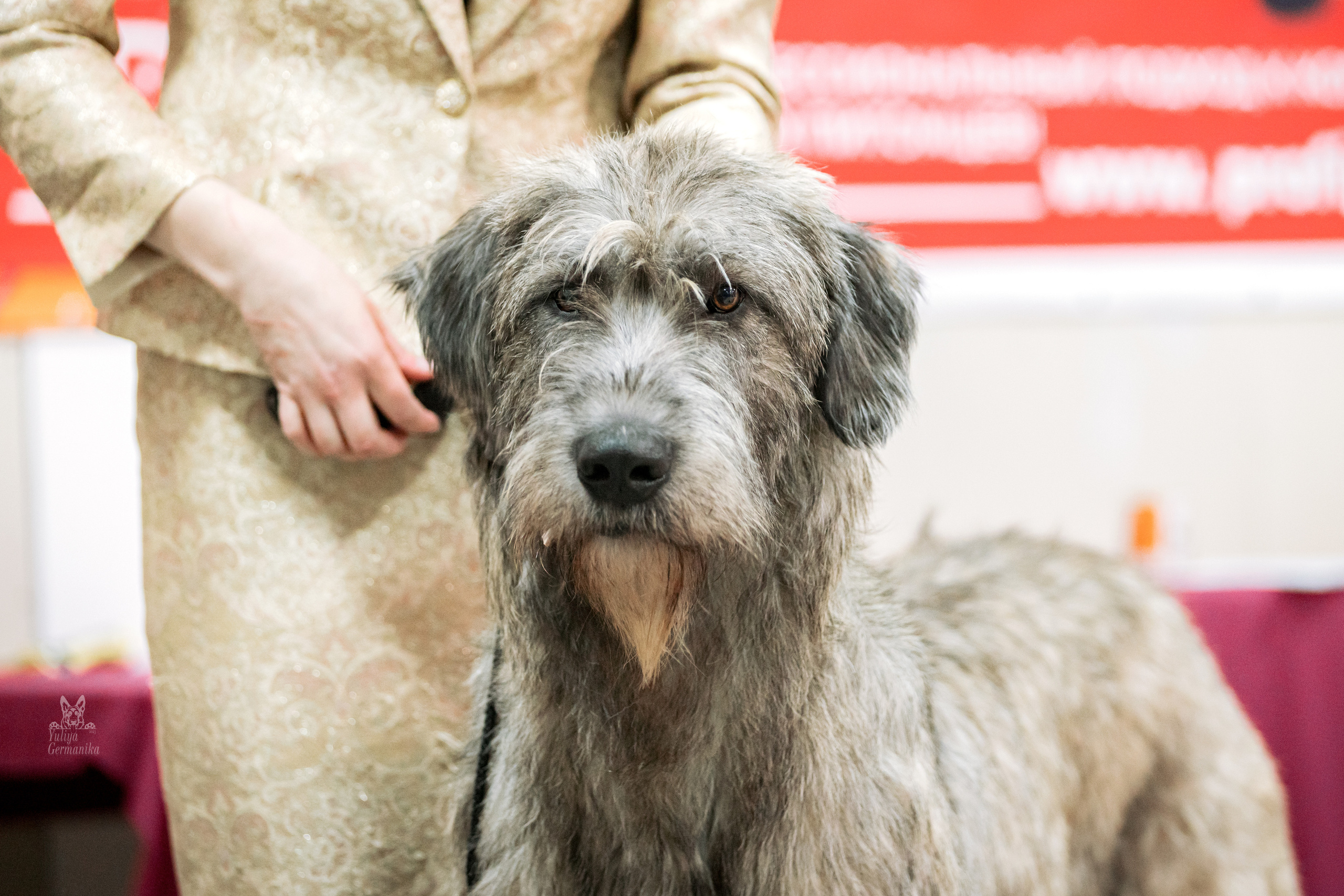 Тверь 19.02.2023. Фотограф-анималист Юлия Германика