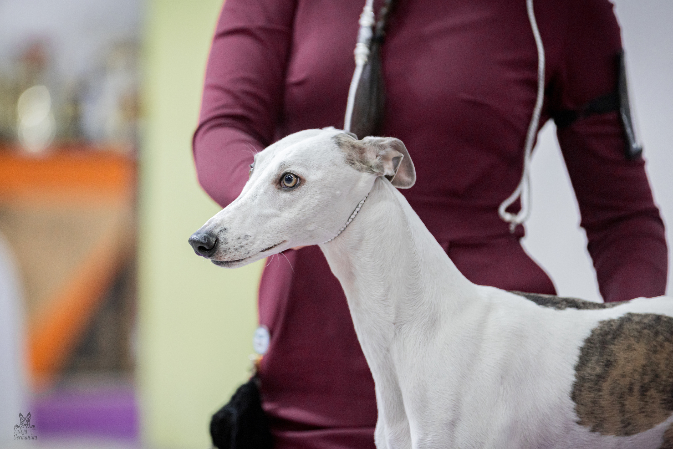 Чайна-Таун 5-8.01.2023. Фотограф-анималист Юлия Германика