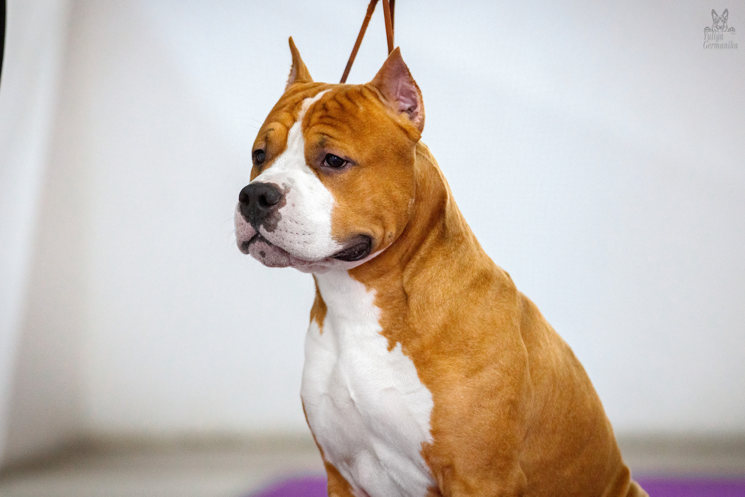 Чайна-Таун 5-8.01.2023. Фотограф-анималист Юлия Германика