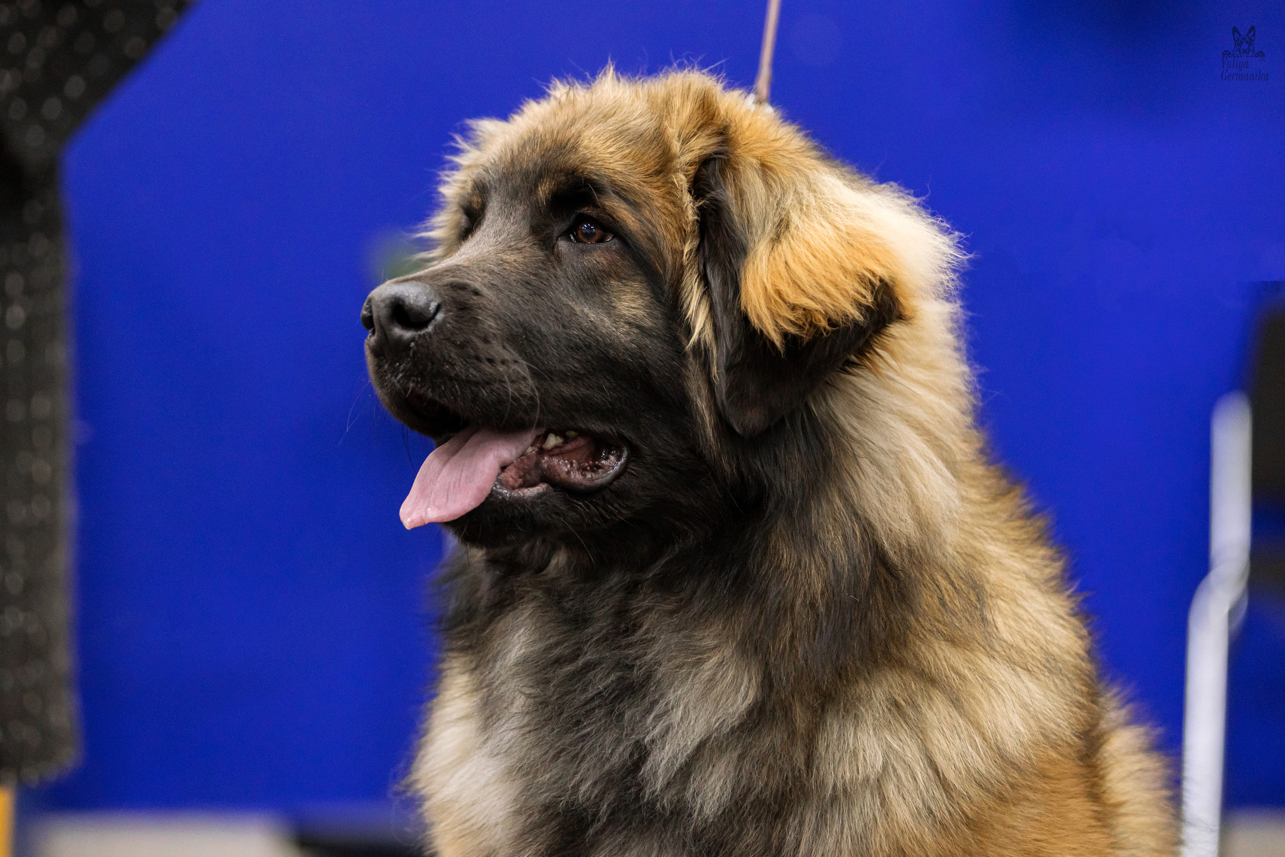 Чайна-Таун 4-5.02.2023. Фотограф-анималист Юлия Германика