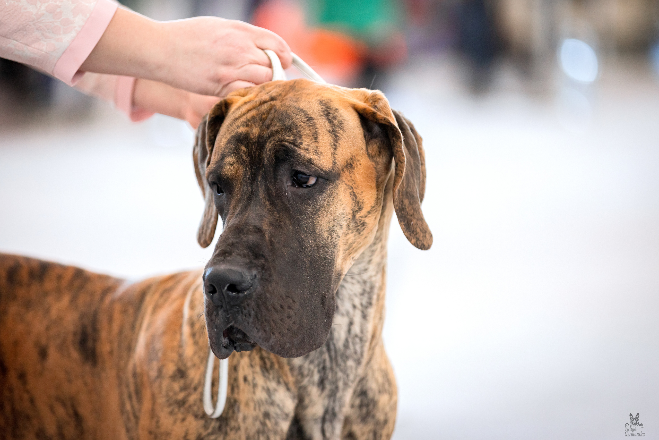 Казань 11.03.2023. Фотограф-анималист Юлия Германика