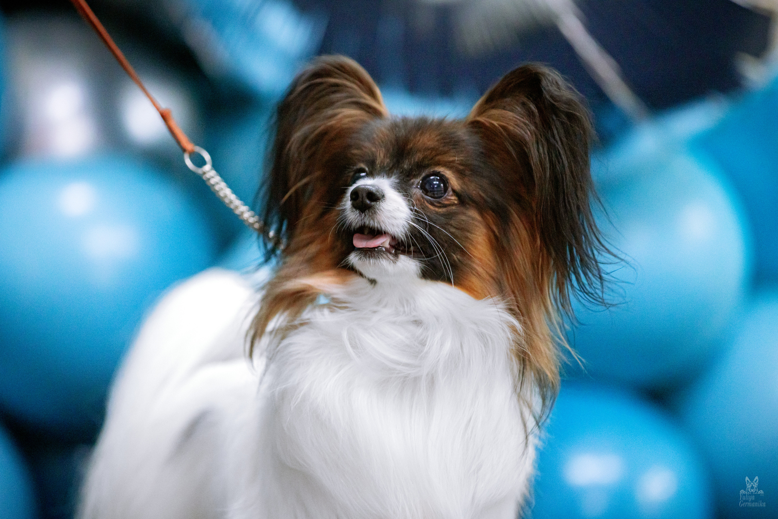 Чайна-Таун 15,21 и 22.01.2023. Фотограф-анималист Юлия Германика