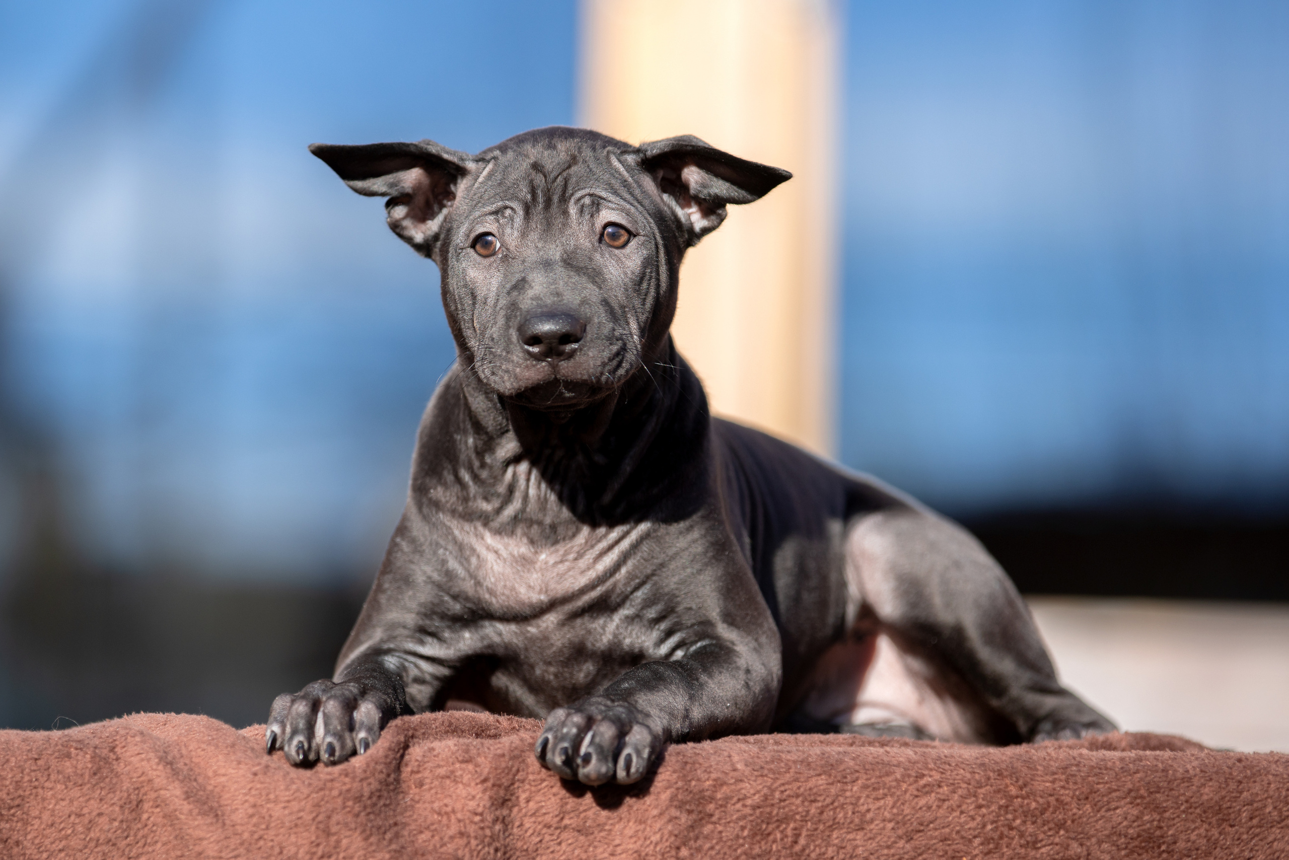 Съёмки щенков и котят. Фотограф-анималист Юлия Германика