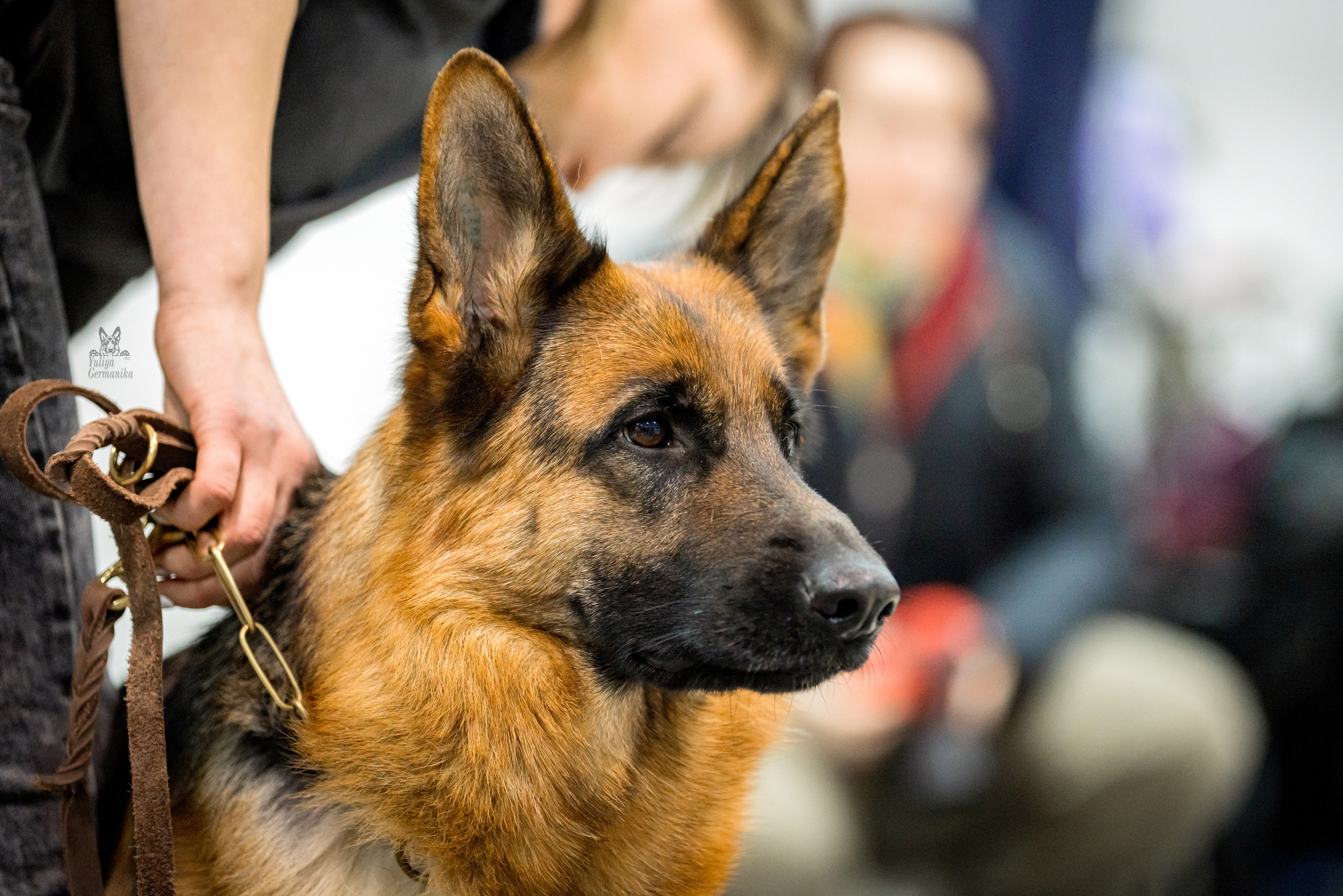 Тверь 19.02.2023. Фотограф-анималист Юлия Германика