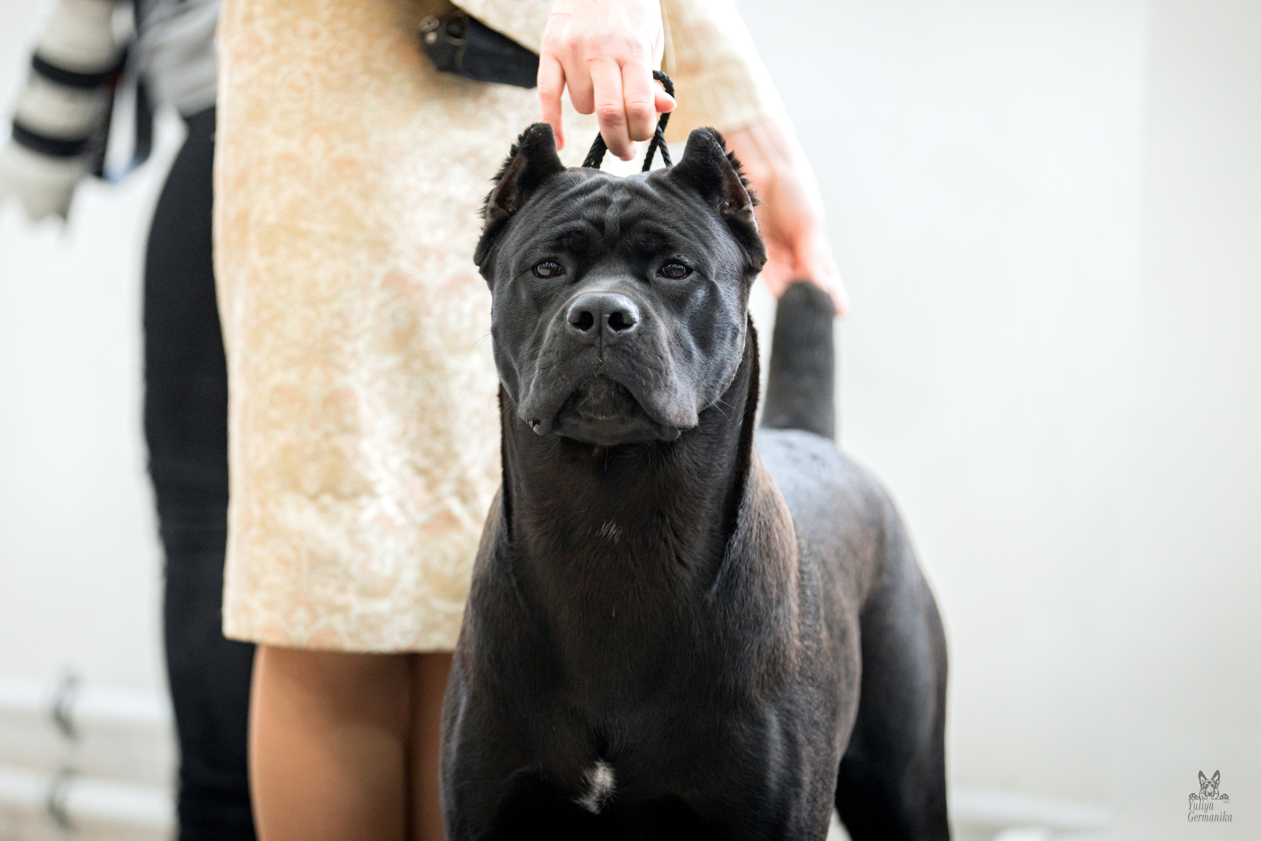 Тверь 19.02.2023. Фотограф-анималист Юлия Германика