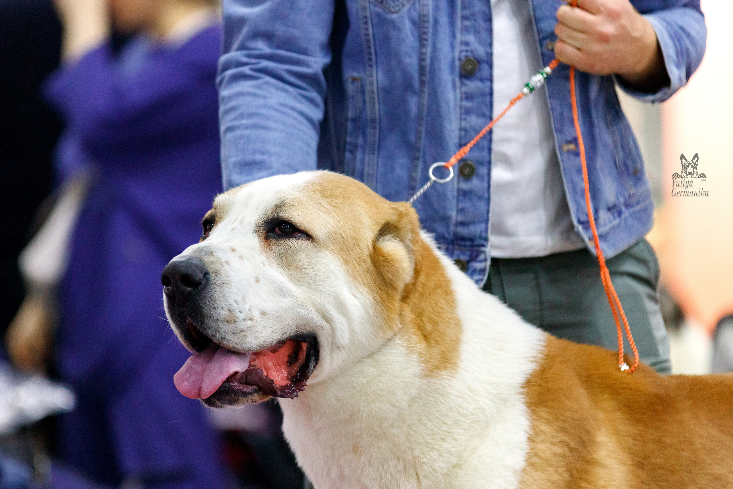 Чайна-Таун 3 и 10.12.2022. Фотограф-анималист Юлия Германика