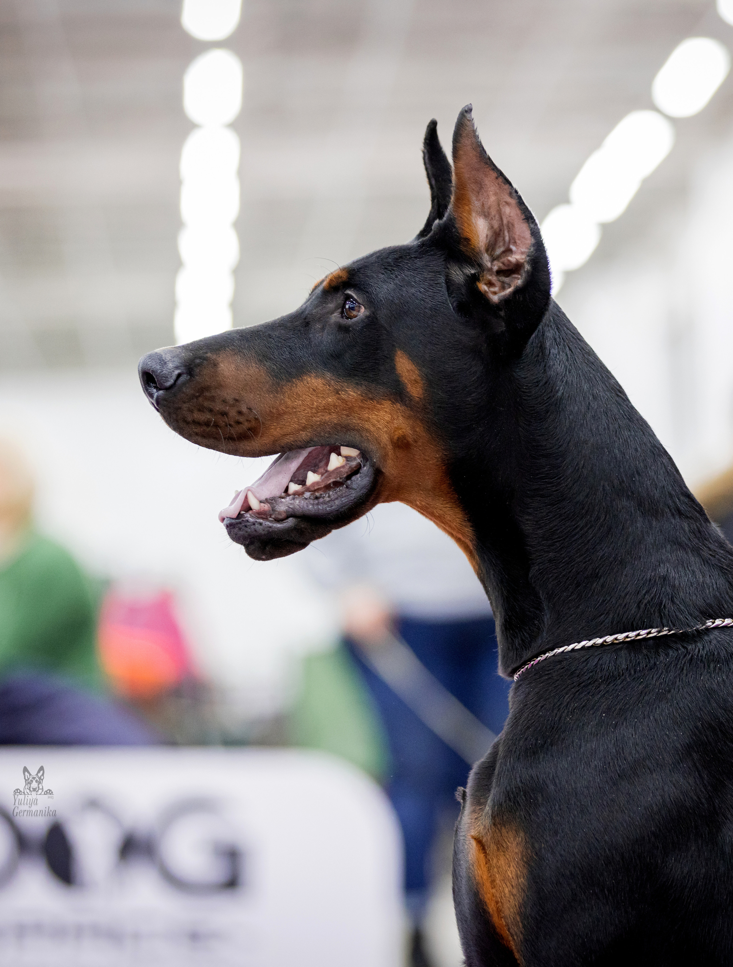 Можайский двор 11-12.02.2023. Фотограф-анималист Юлия Германика