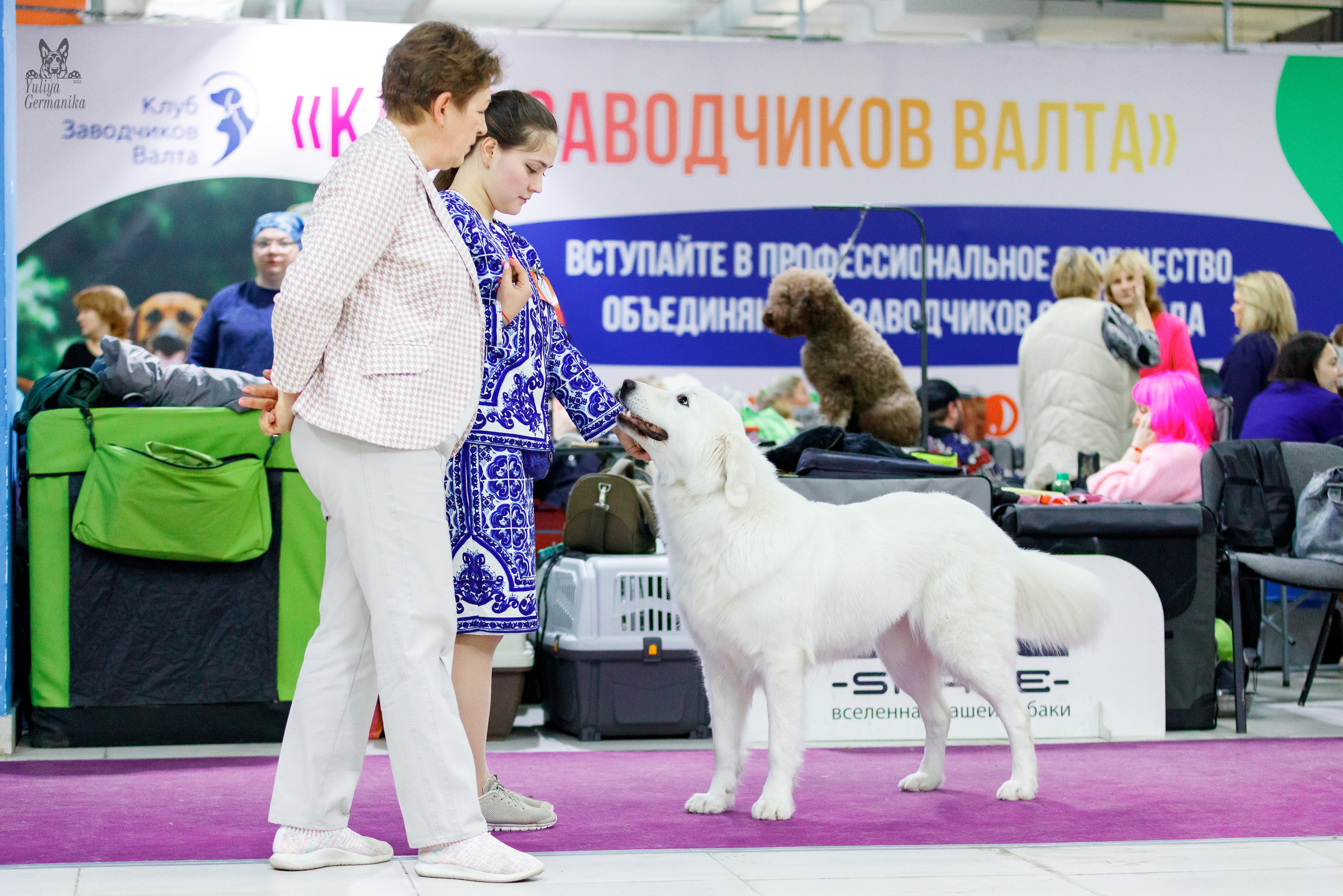 Чайна-Таун 24-25.12.2022. Фотограф-анималист Юлия Германика