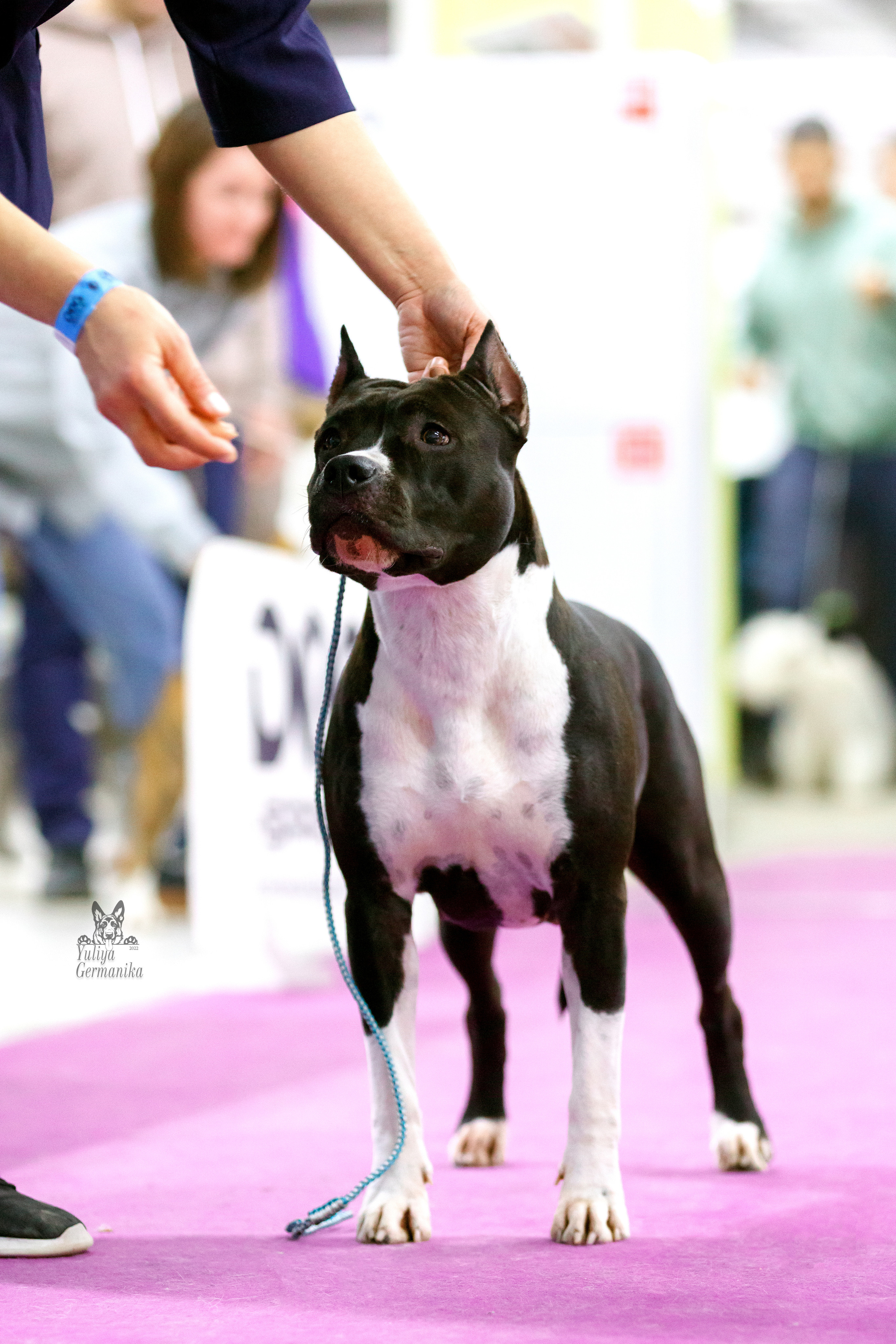Чайна-Таун 3 и 10.12.2022. Фотограф-анималист Юлия Германика