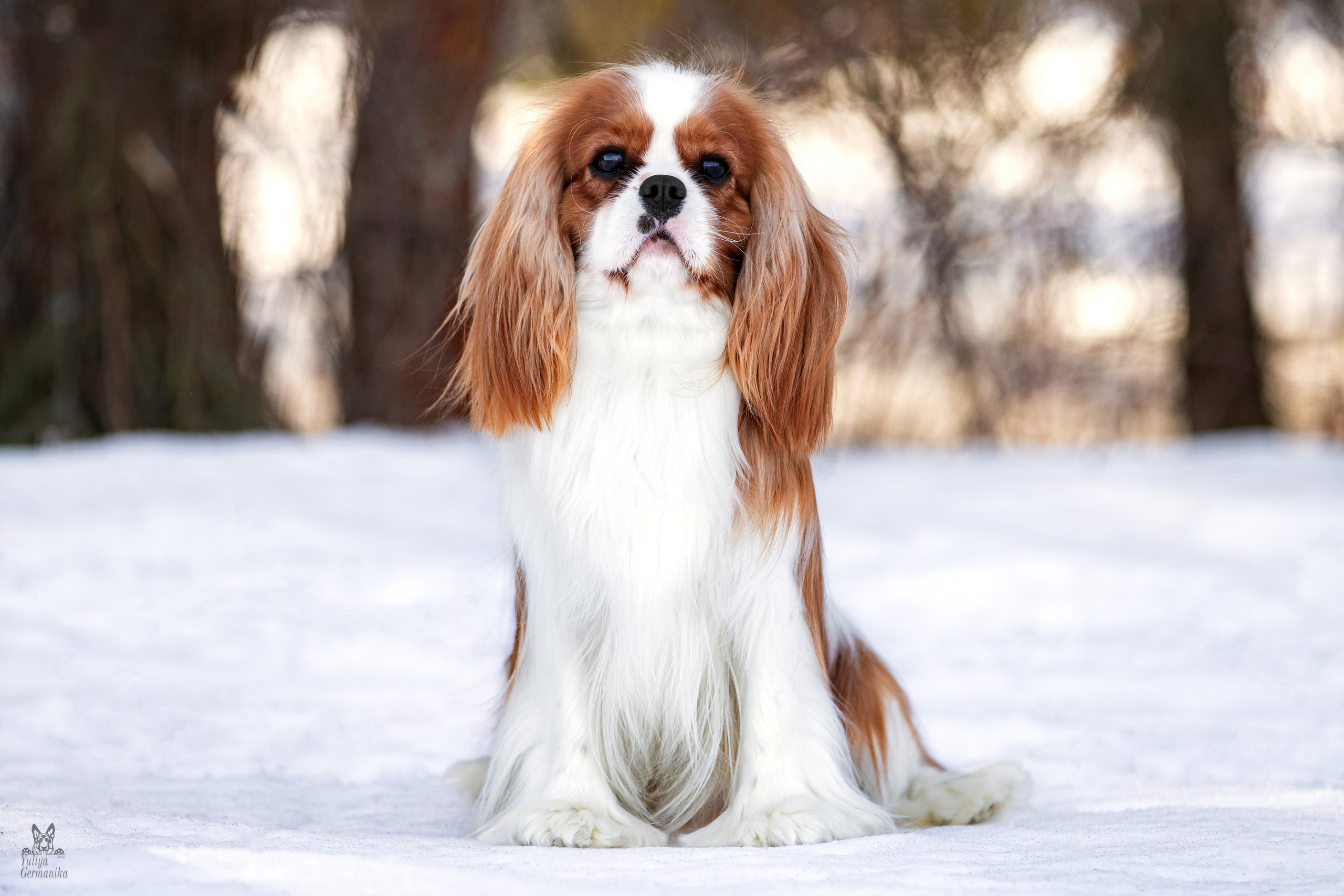 Тверь 19.03.2023. Фотограф-анималист Юлия Германика