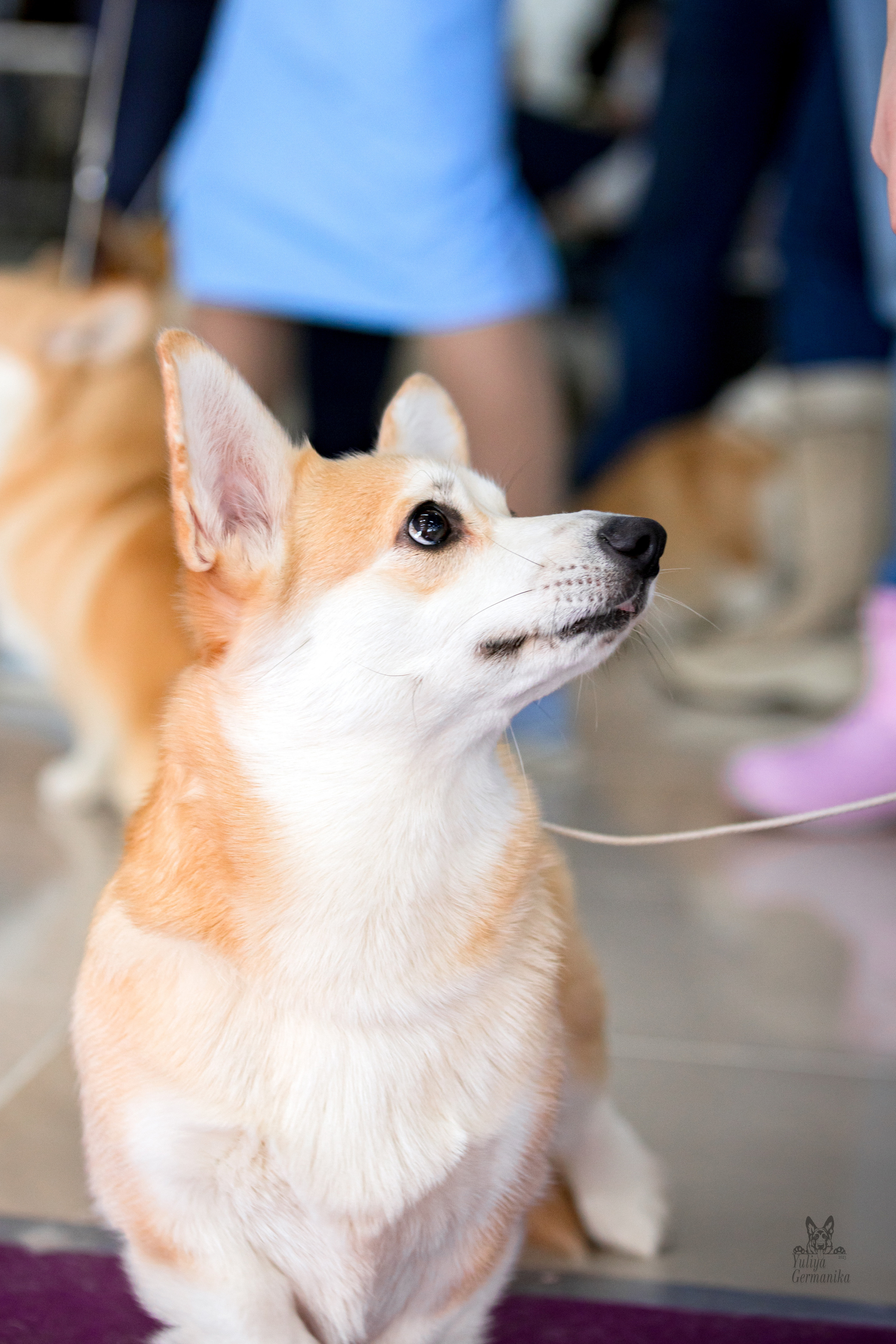 Можайский двор 11-12.02.2023. Фотограф-анималист Юлия Германика