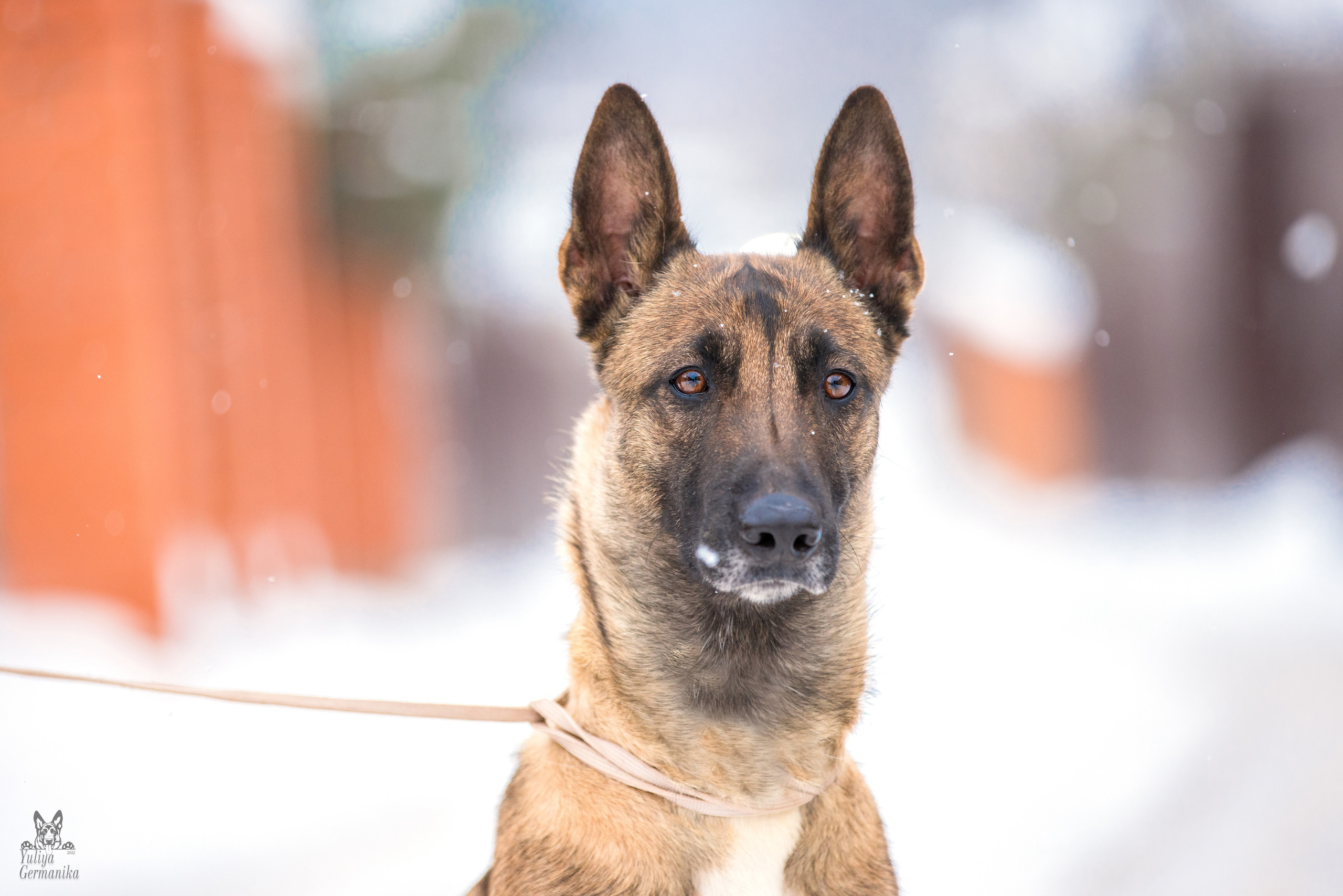 Свободная съемка. Фотограф-анималист Юлия Германика