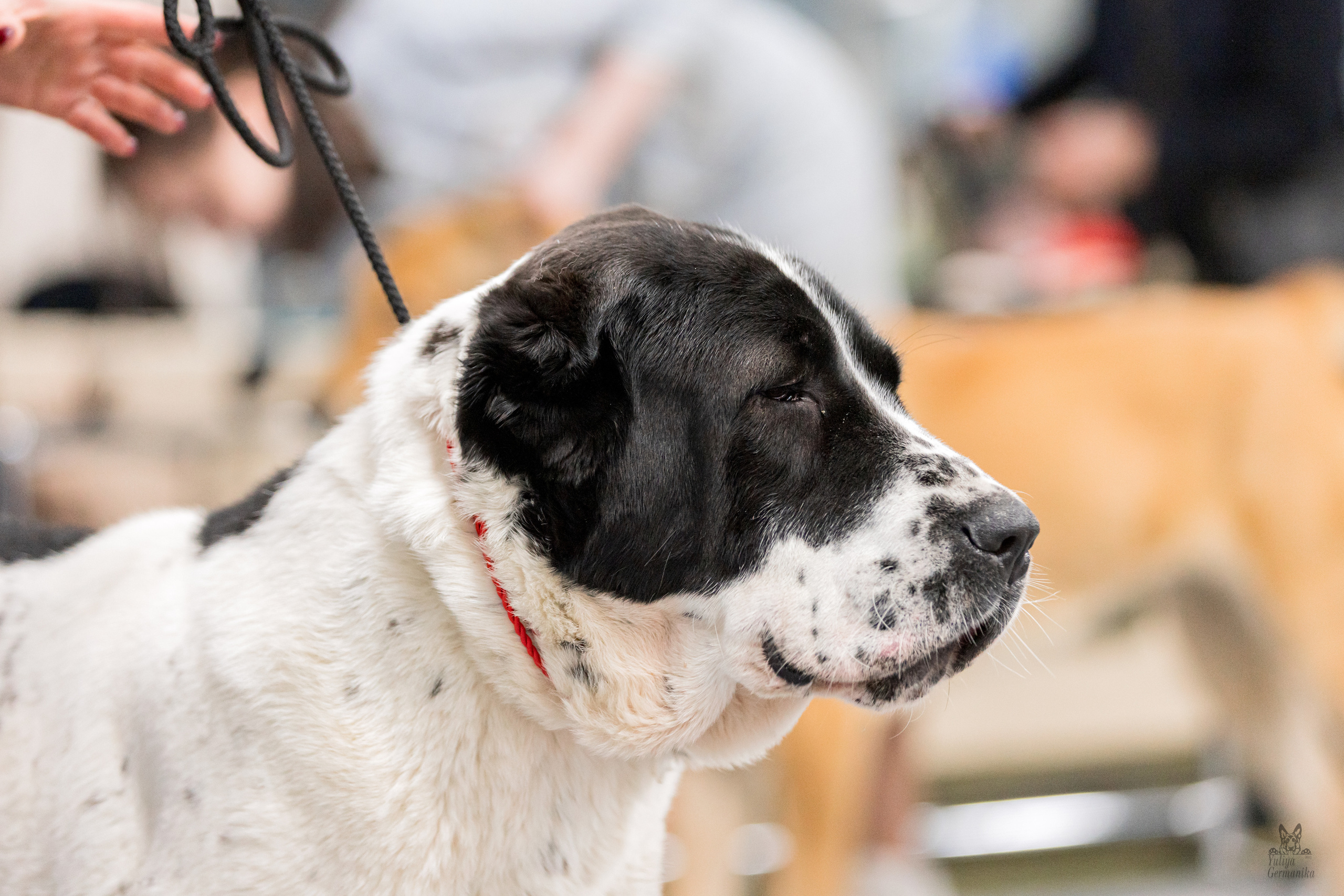 Сфера 5.03.2023. Фотограф-анималист Юлия Германика