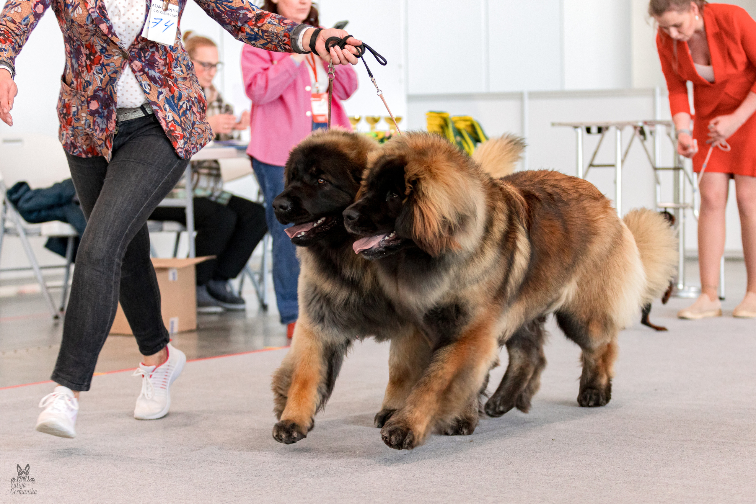 Казань 11.03.2023. Фотограф-анималист Юлия Германика