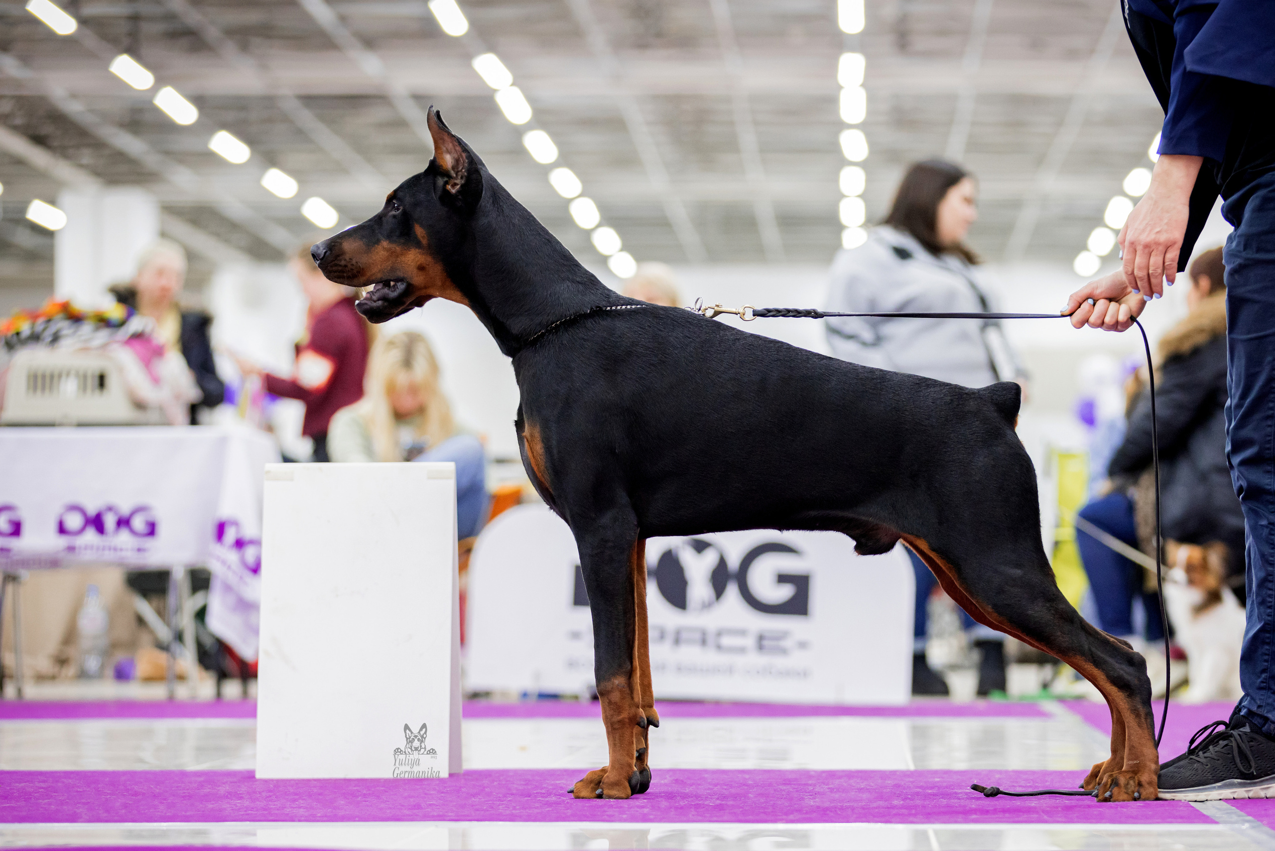 Можайский двор 11-12.02.2023. Фотограф-анималист Юлия Германика