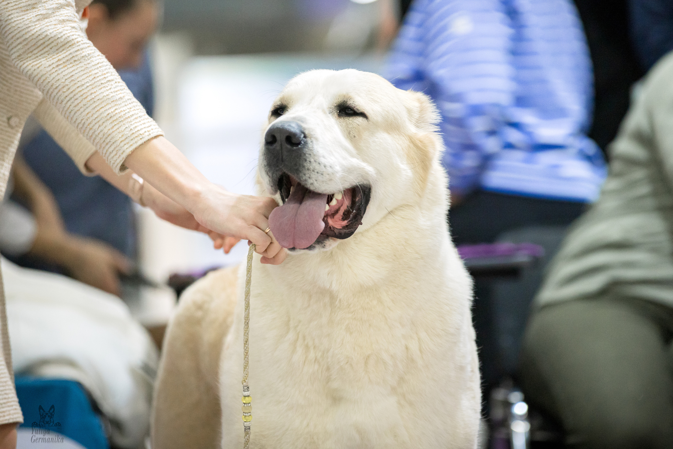 Чайна-Таун 5-8.01.2023. Фотограф-анималист Юлия Германика