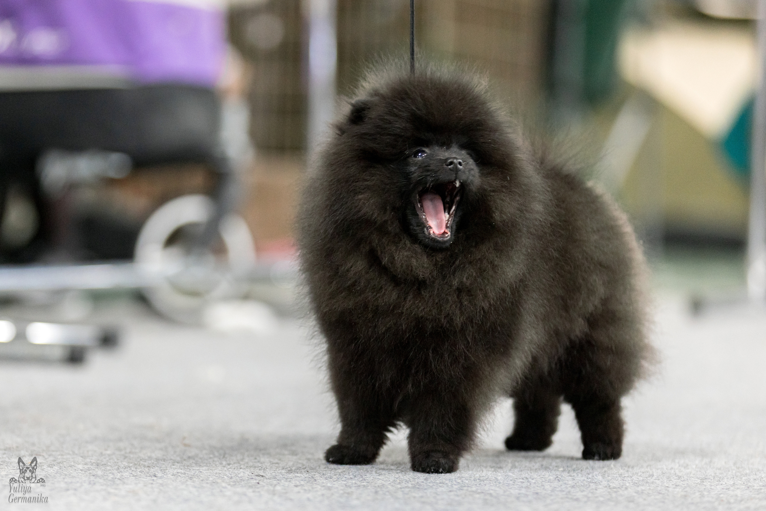 Сфера 5.03.2023. Фотограф-анималист Юлия Германика