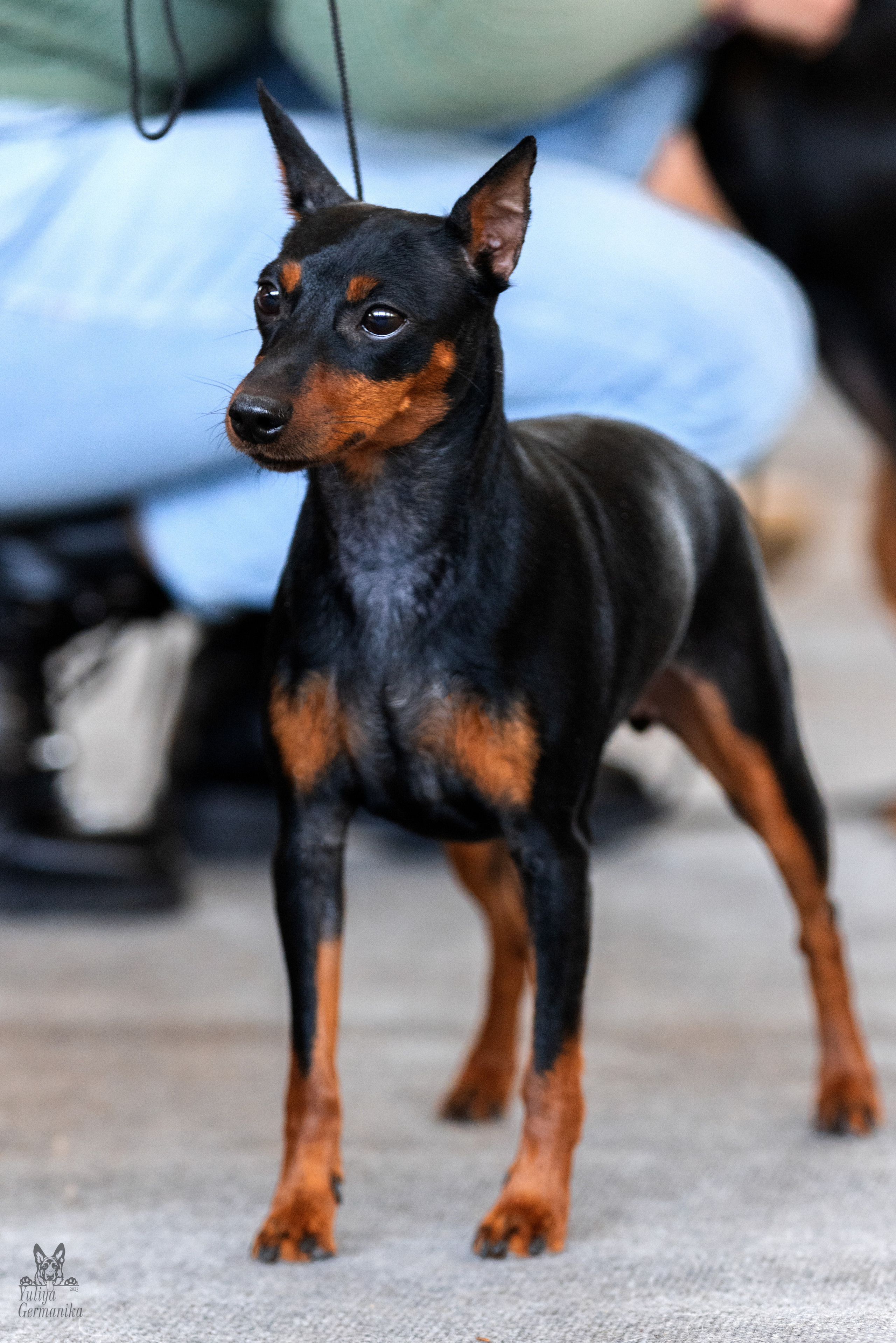 Тверь 19.03.2023. Фотограф-анималист Юлия Германика