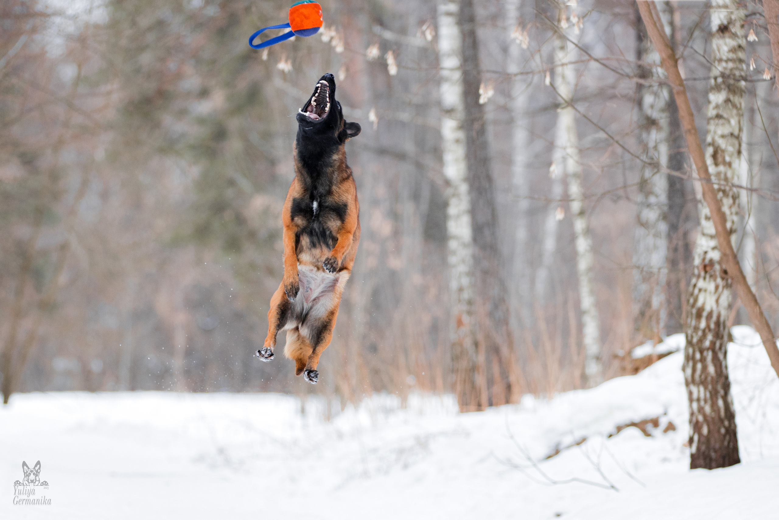 Свободная съемка. Фотограф-анималист Юлия Германика