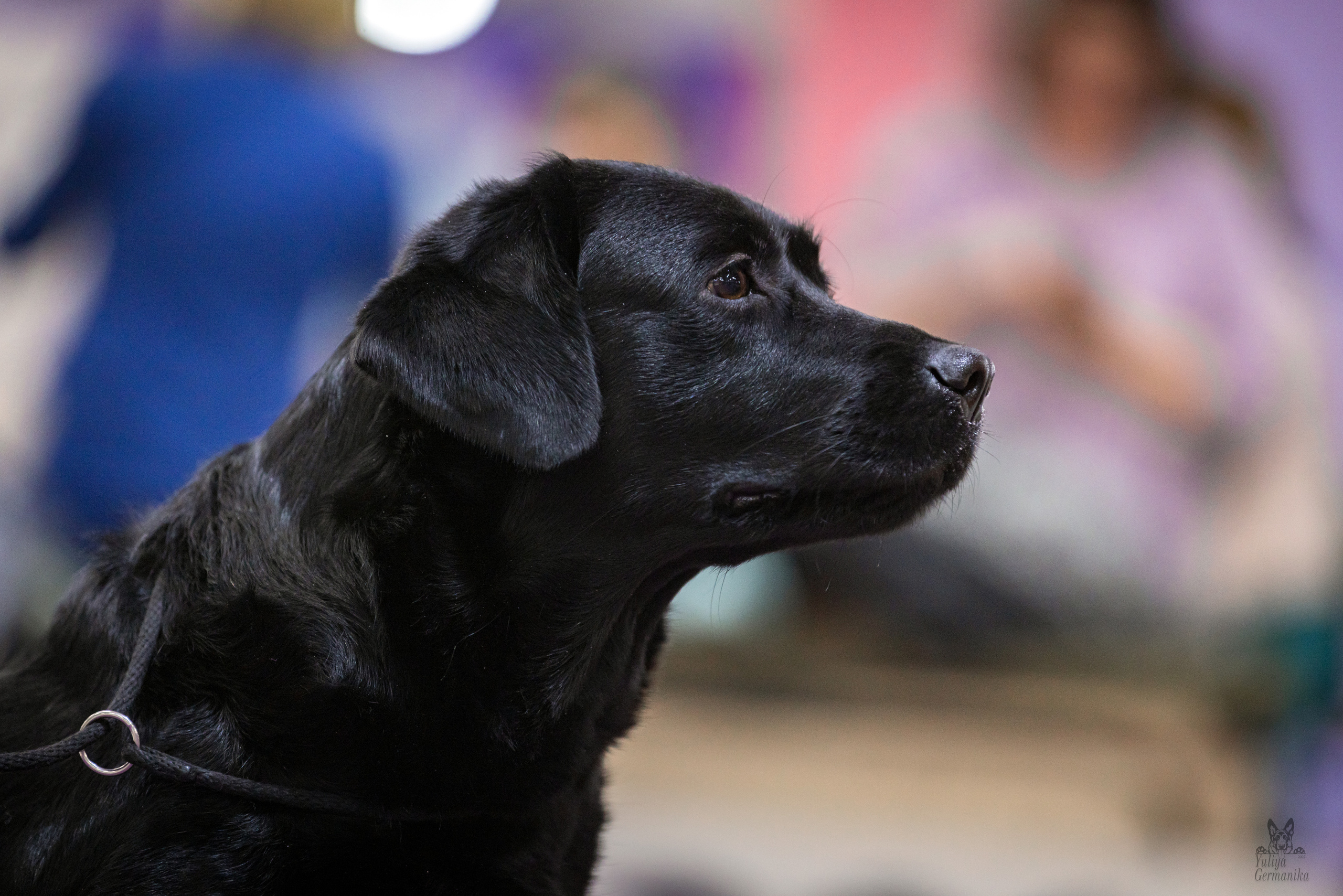 Чайна-Таун 4-5.02.2023. Фотограф-анималист Юлия Германика