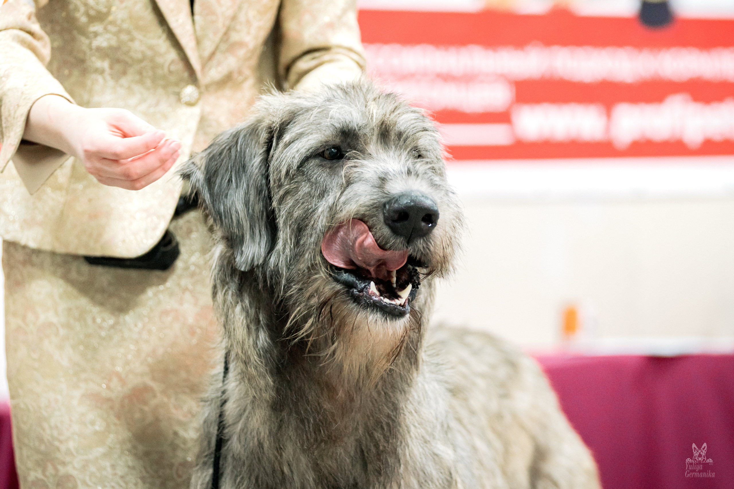 Тверь 19.02.2023. Фотограф-анималист Юлия Германика