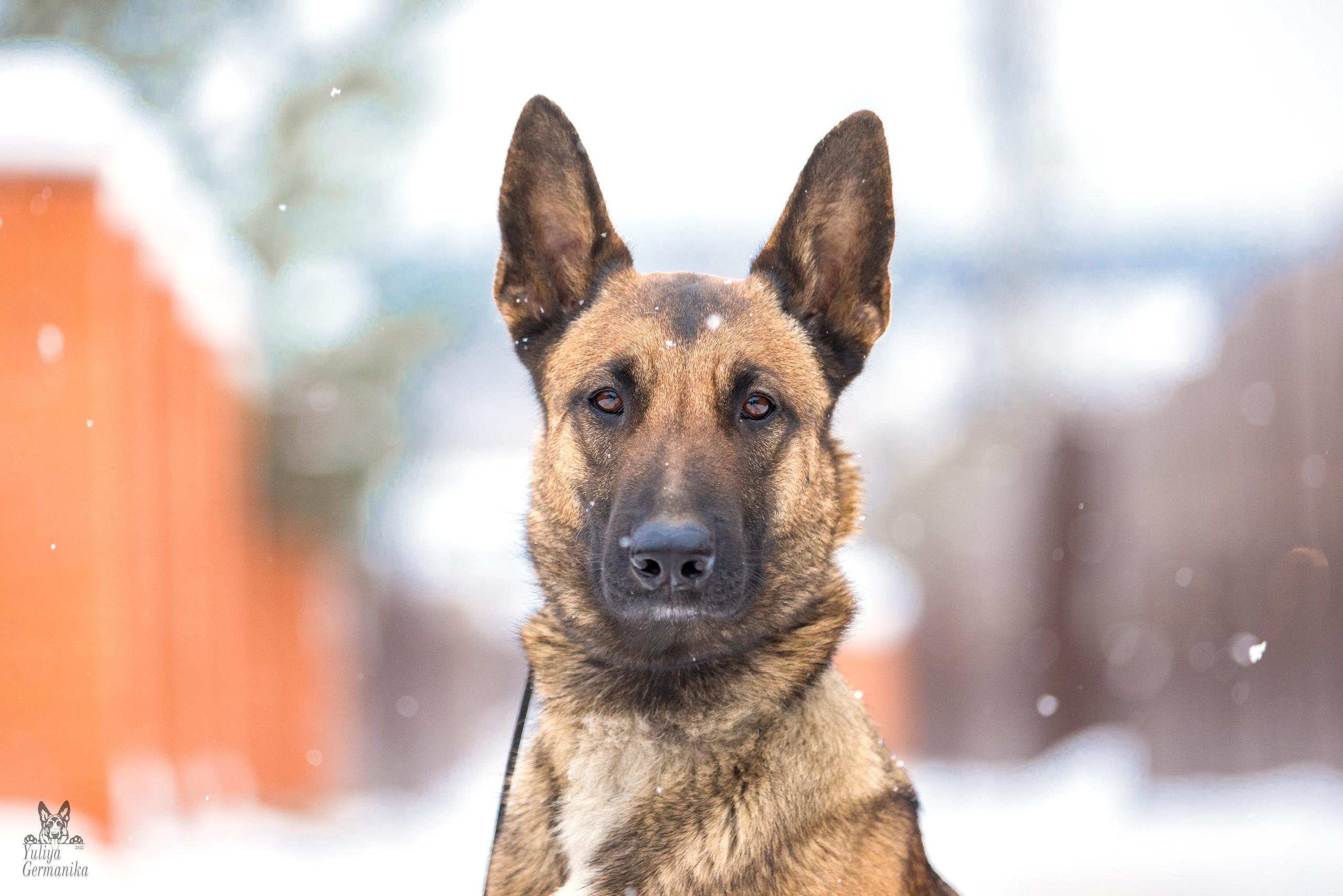 Свободная съемка. Фотограф-анималист Юлия Германика