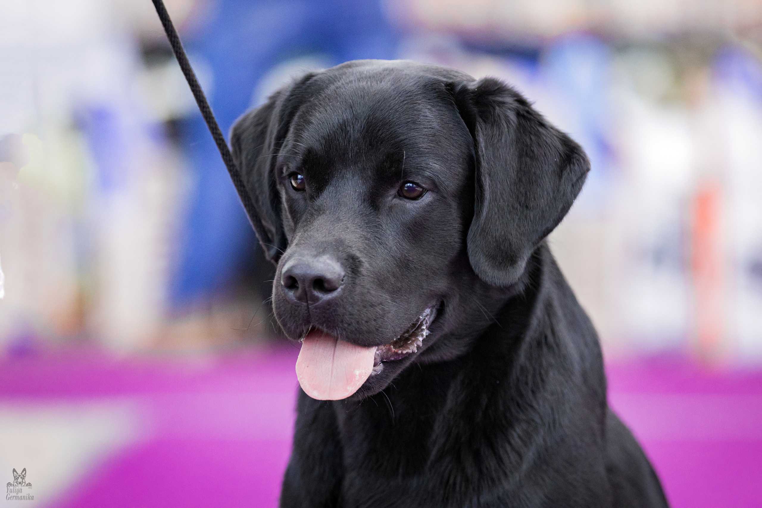 Можайский двор 11-12.02.2023. Фотограф-анималист Юлия Германика