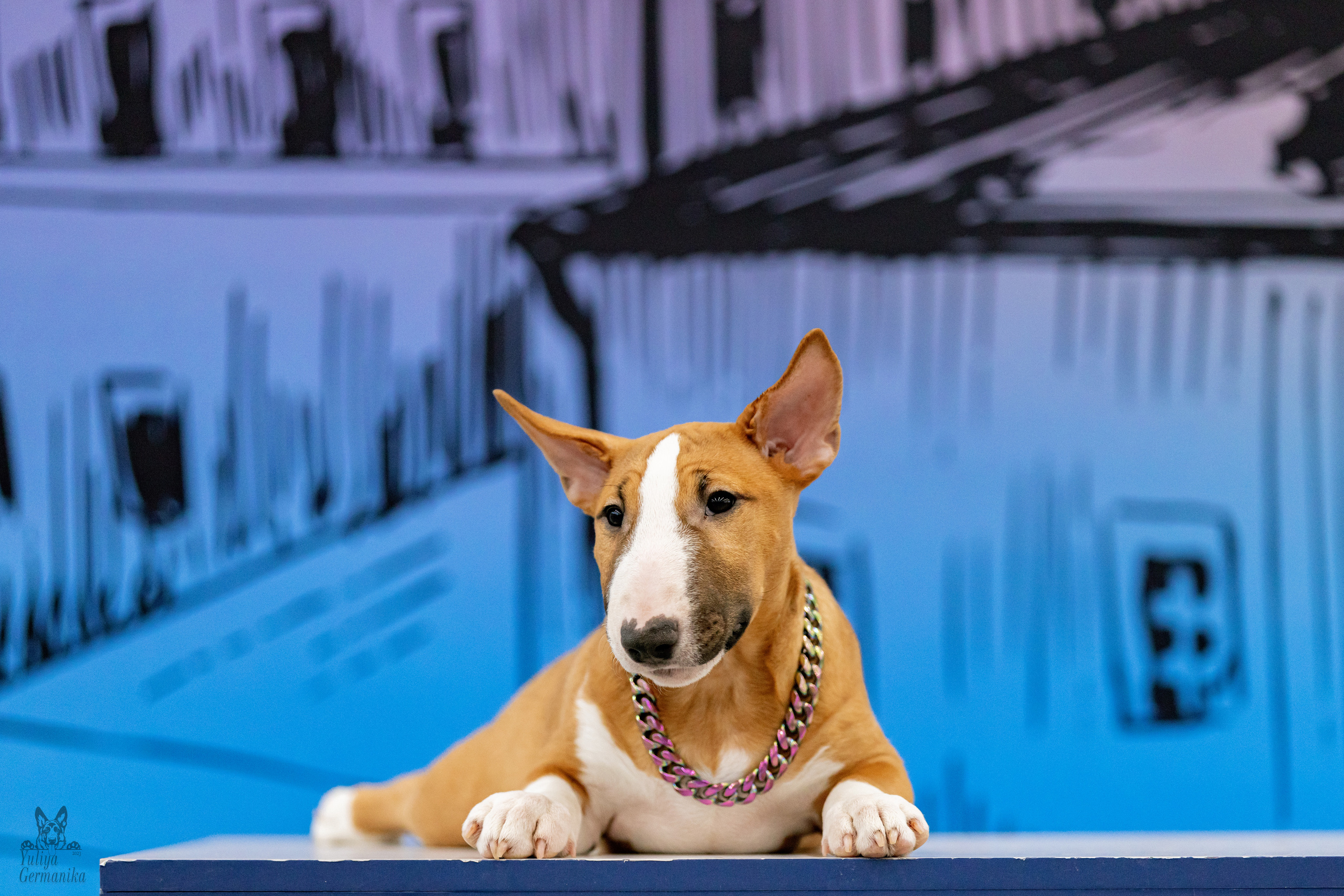 Сабанеевка,Казань 28-29.01.2023. Фотограф-анималист Юлия Германика