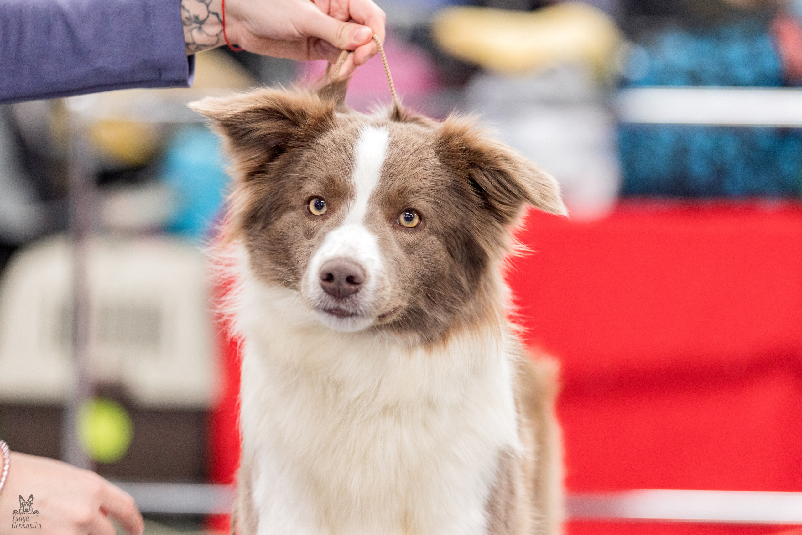 Сфера 5.03.2023. Фотограф-анималист Юлия Германика