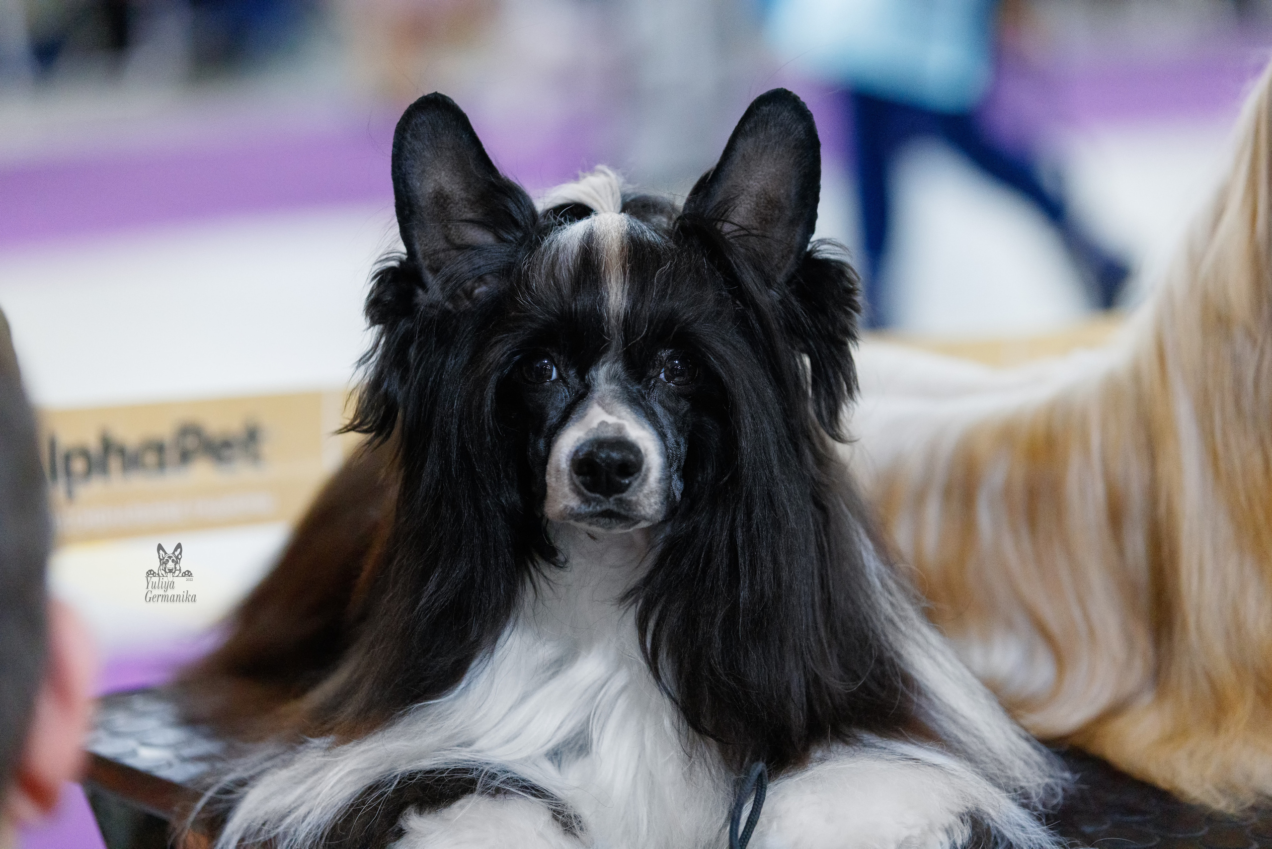 Чайна-Таун 3 и 10.12.2022. Фотограф-анималист Юлия Германика