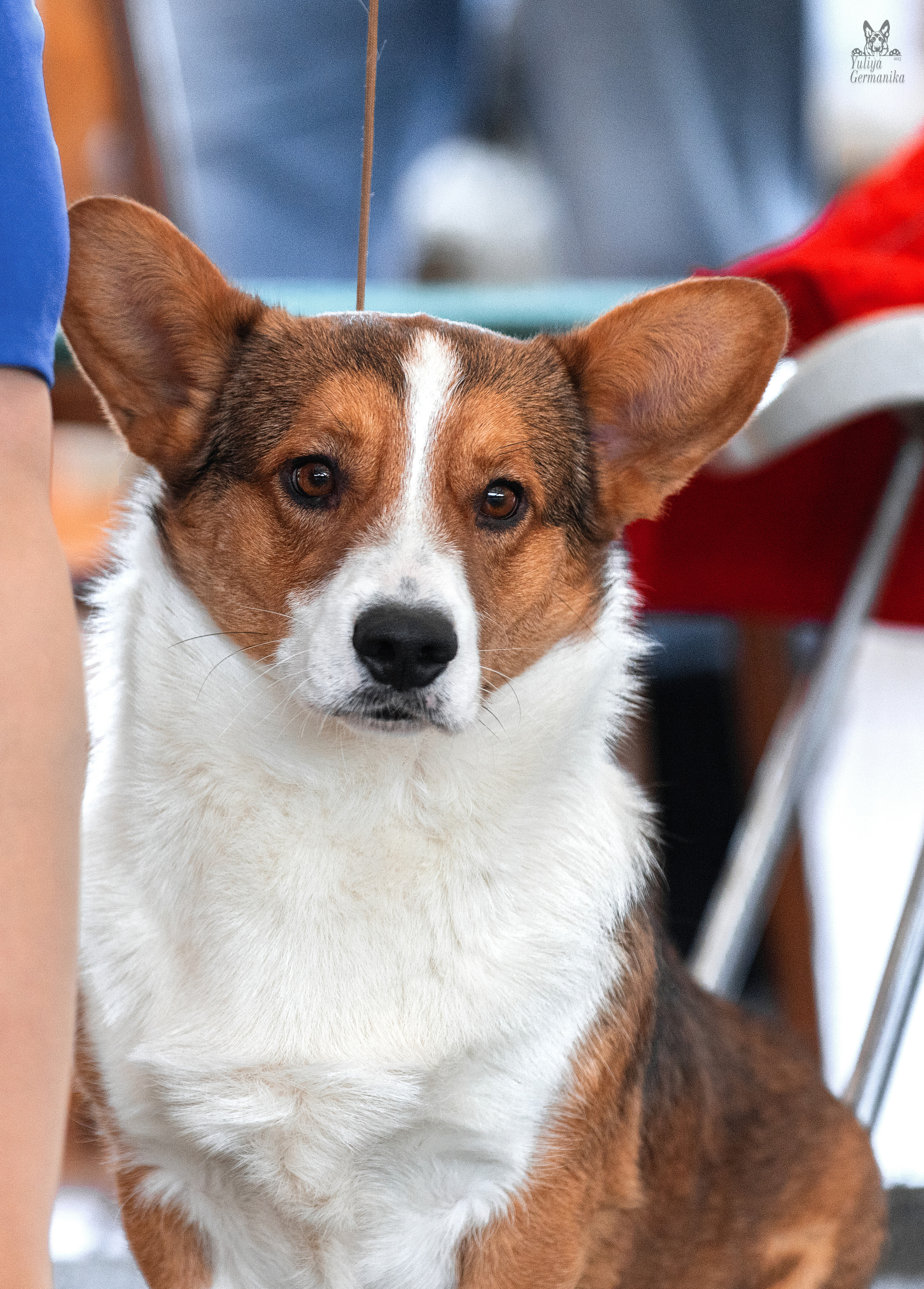 Тверь 19.03.2023. Фотограф-анималист Юлия Германика