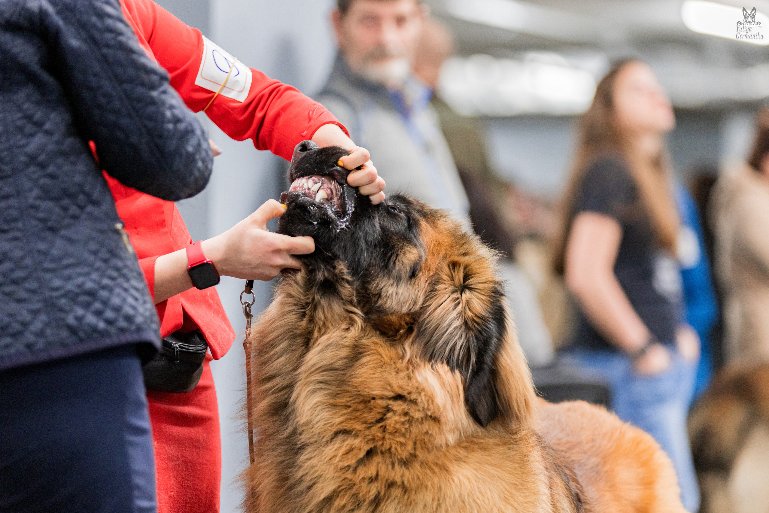Сфера 5.03.2023. Фотограф-анималист Юлия Германика