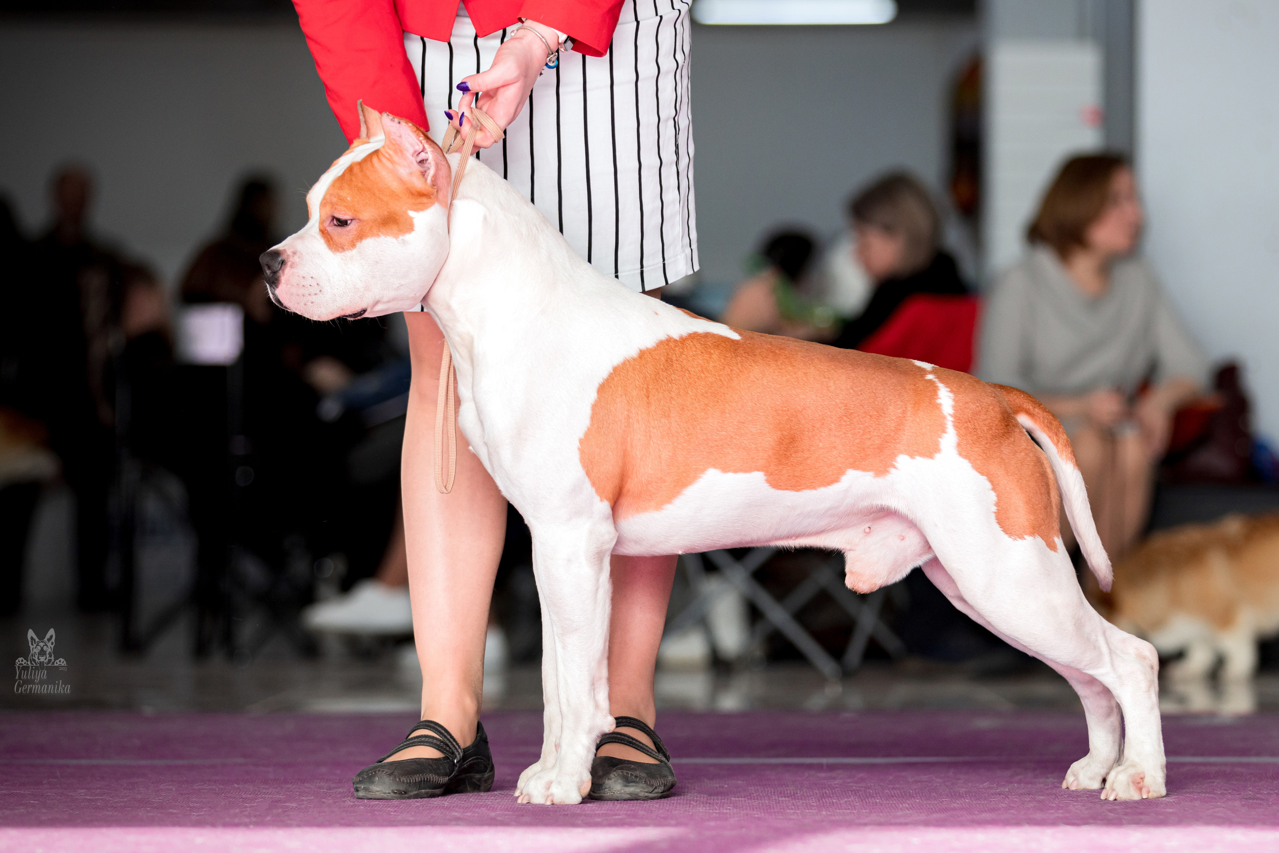 Можайский двор 11-12.02.2023. Фотограф-анималист Юлия Германика