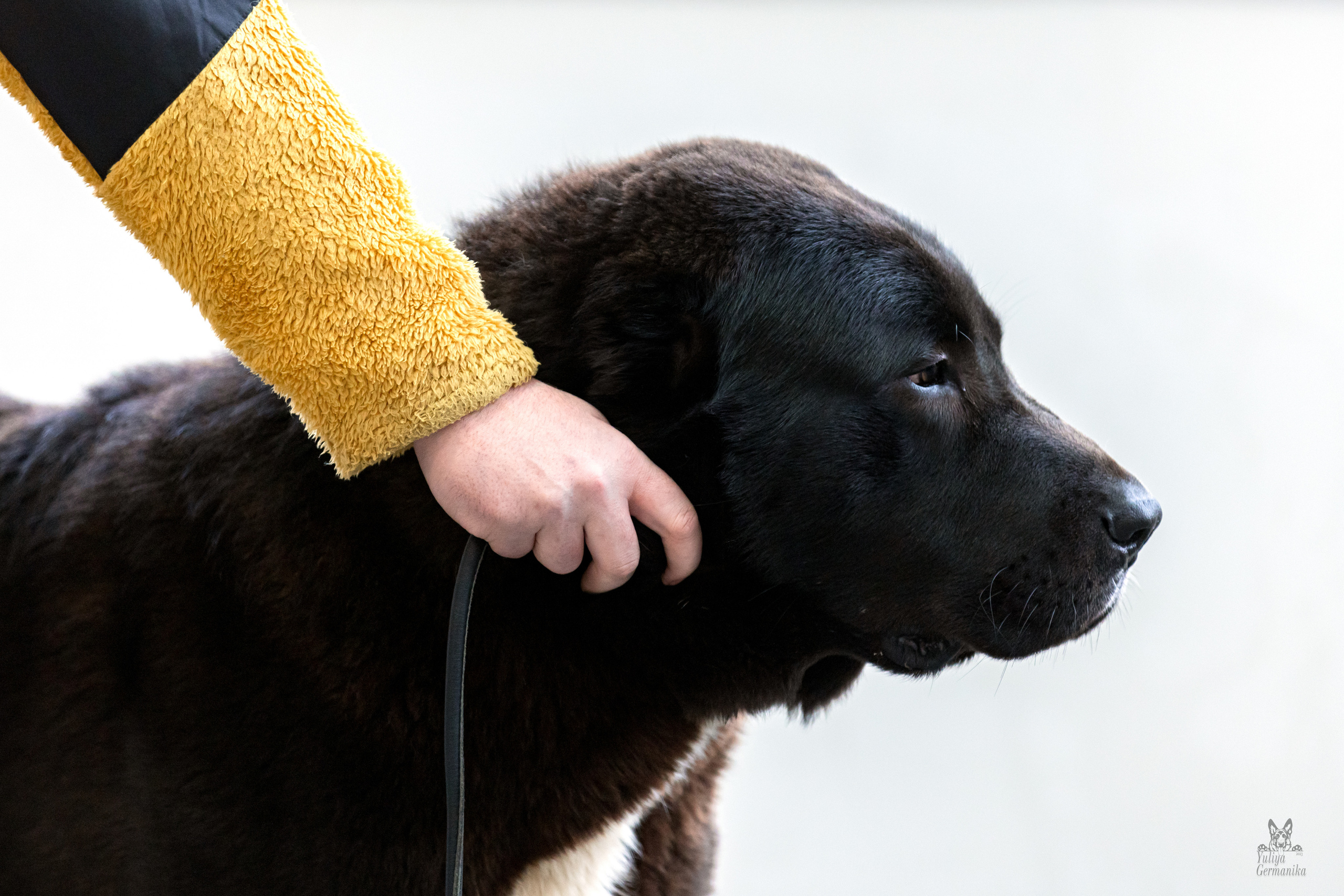 Тверь 19.02.2023. Фотограф-анималист Юлия Германика