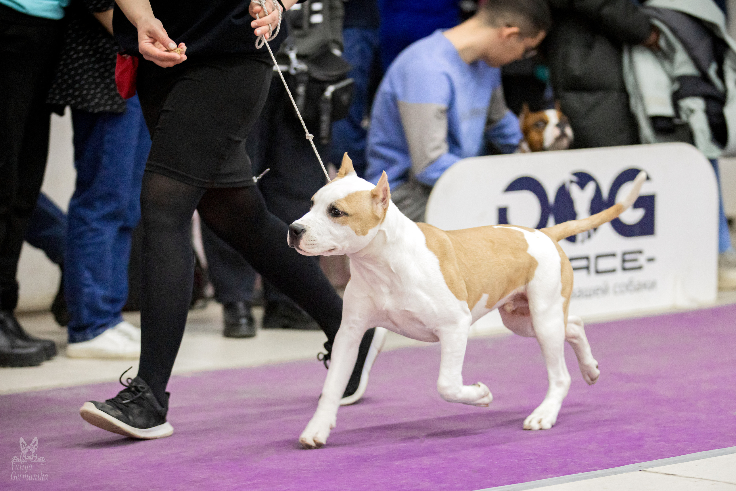 Чайна-Таун 15,21 и 22.01.2023. Фотограф-анималист Юлия Германика