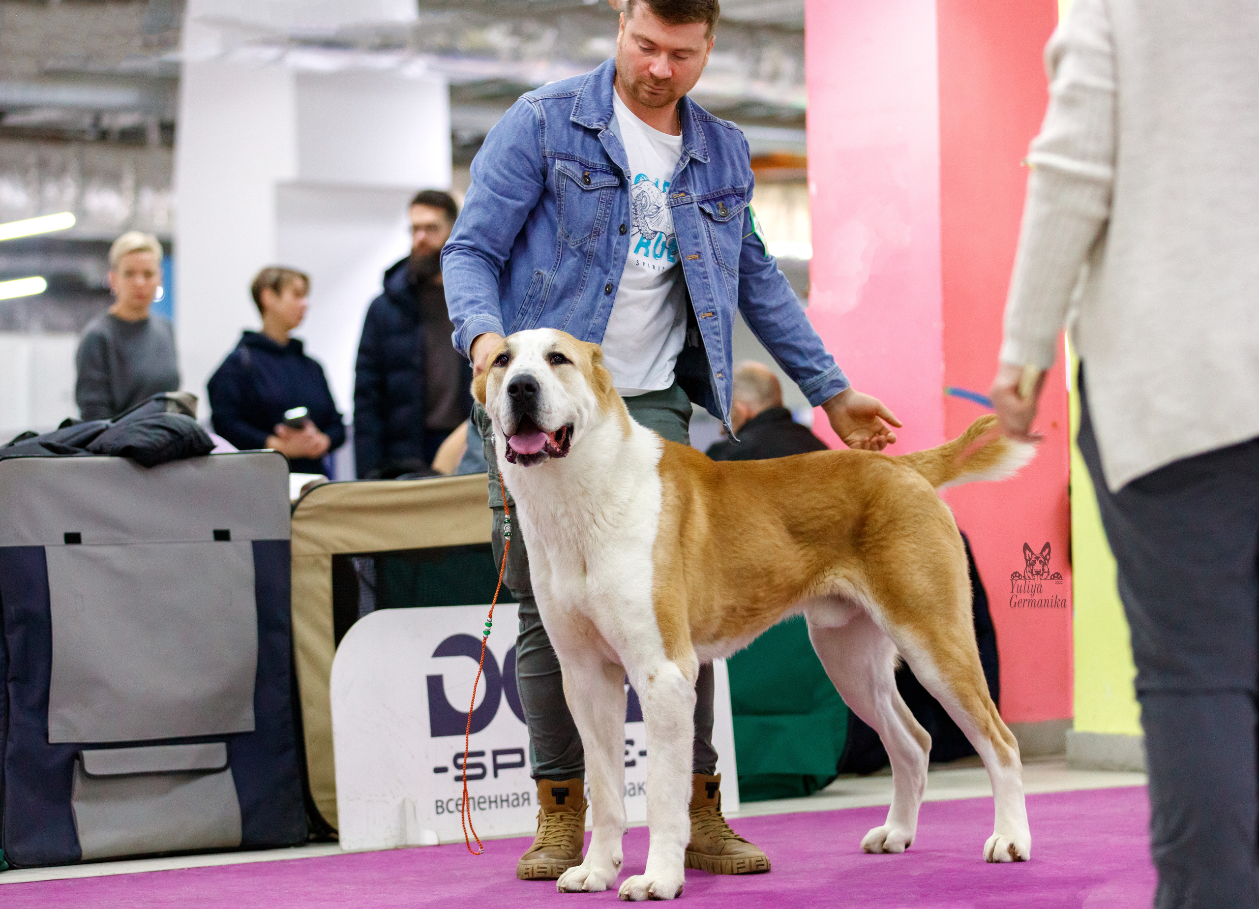 Чайна-Таун 3 и 10.12.2022. Фотограф-анималист Юлия Германика