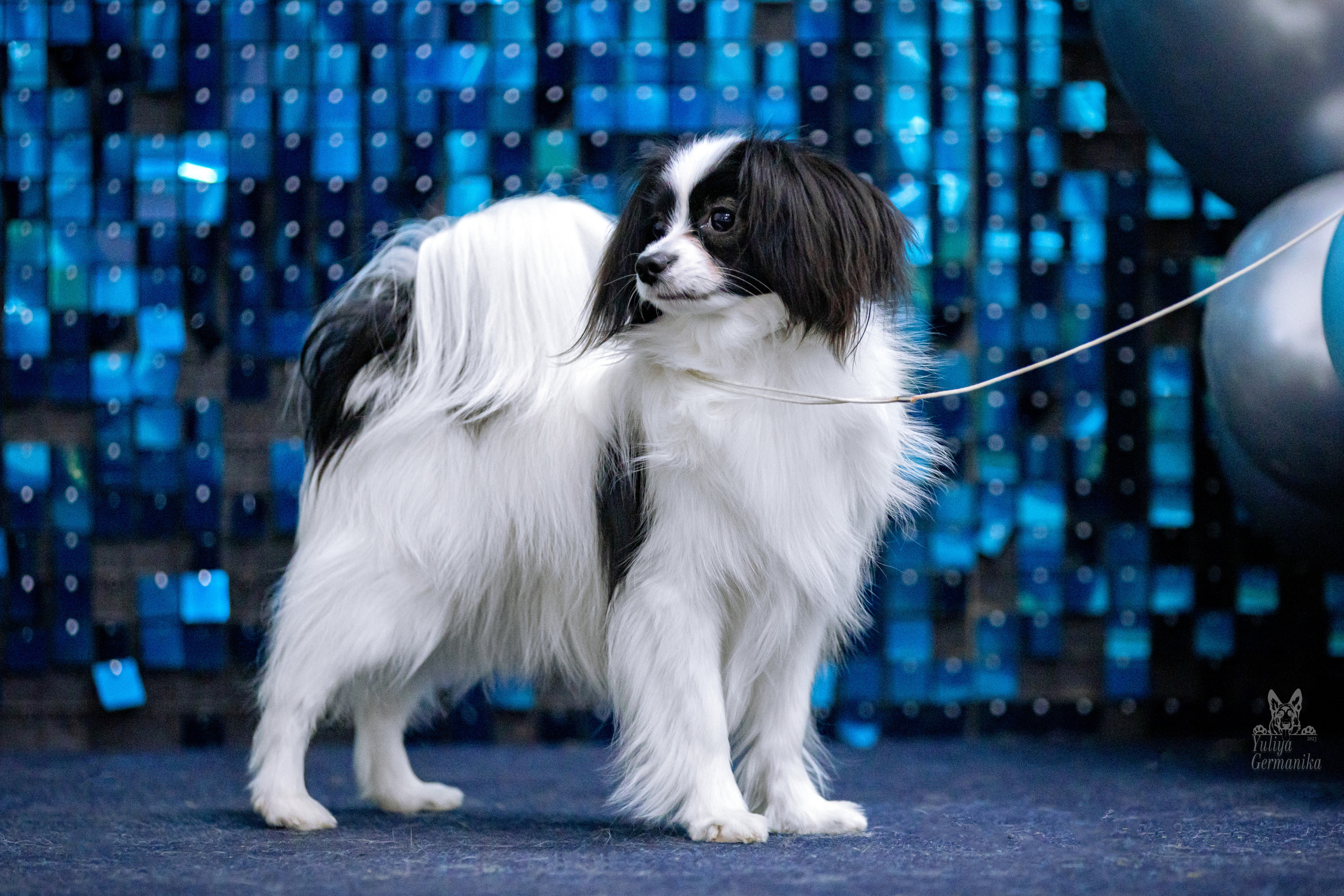 Чайна-Таун 15,21 и 22.01.2023. Фотограф-анималист Юлия Германика