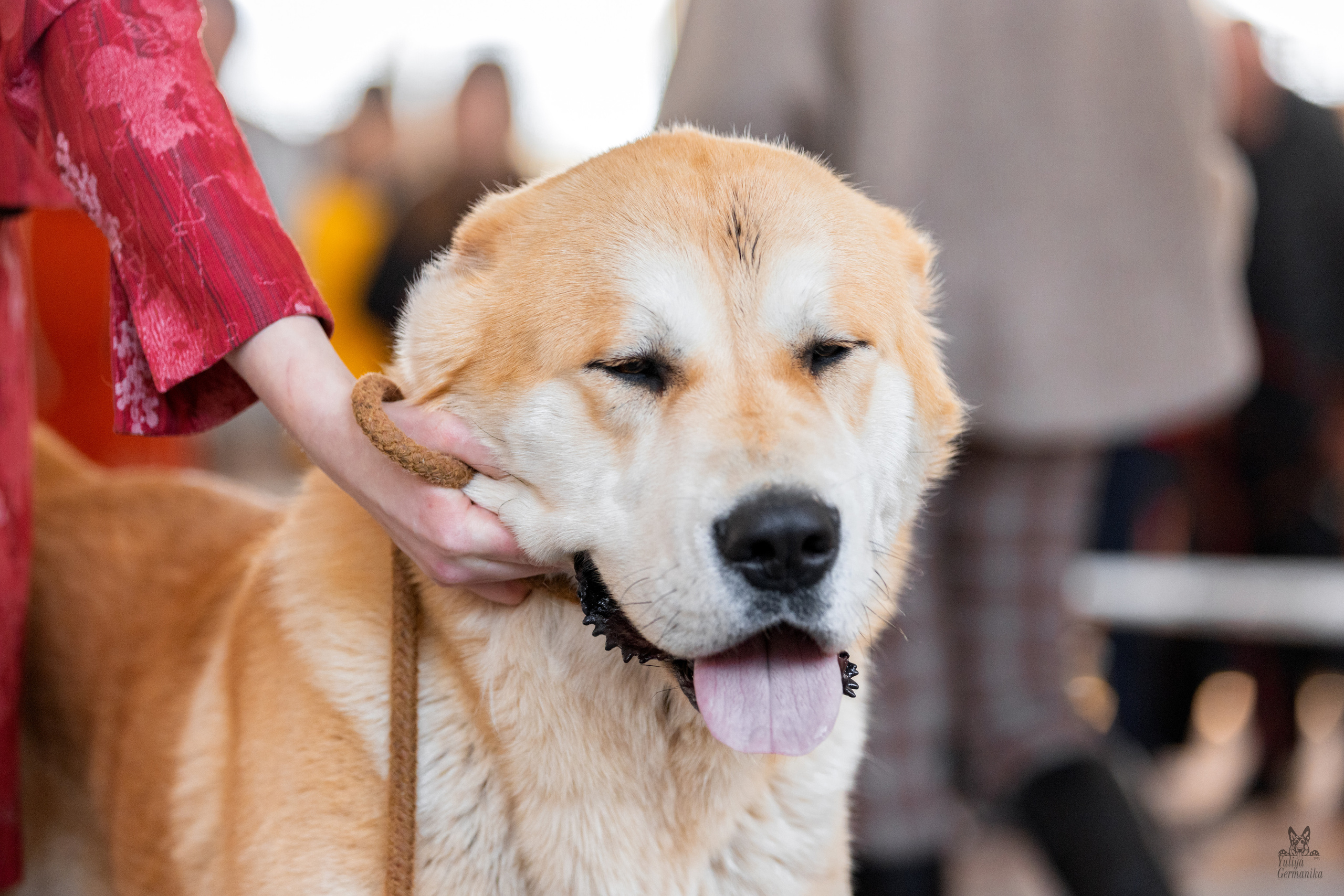 Тверь 19.03.2023. Фотограф-анималист Юлия Германика